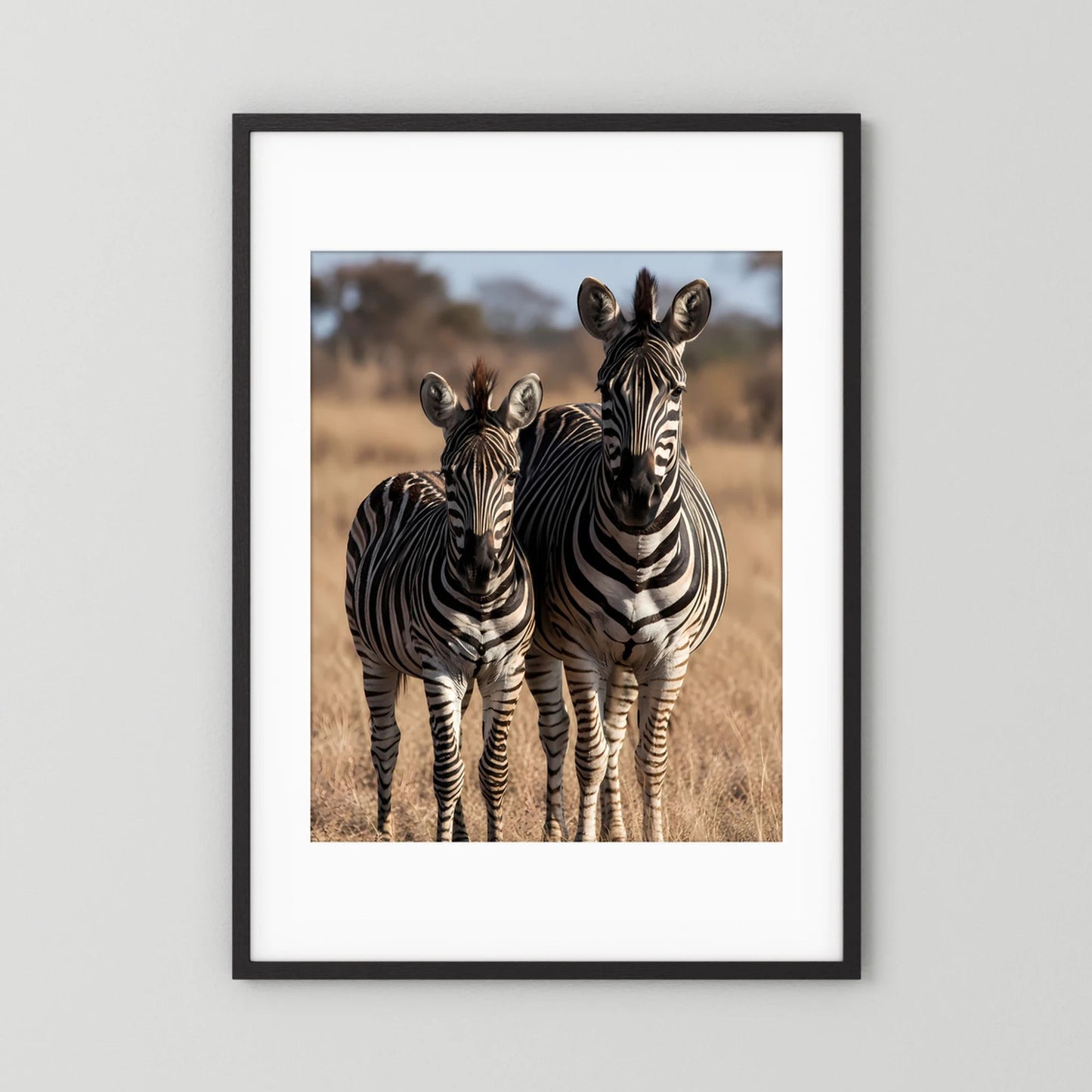 Poster mit Zebra-Mutter und Jungtier in Streifen, im schwarzen Rahmen mit Passepartout