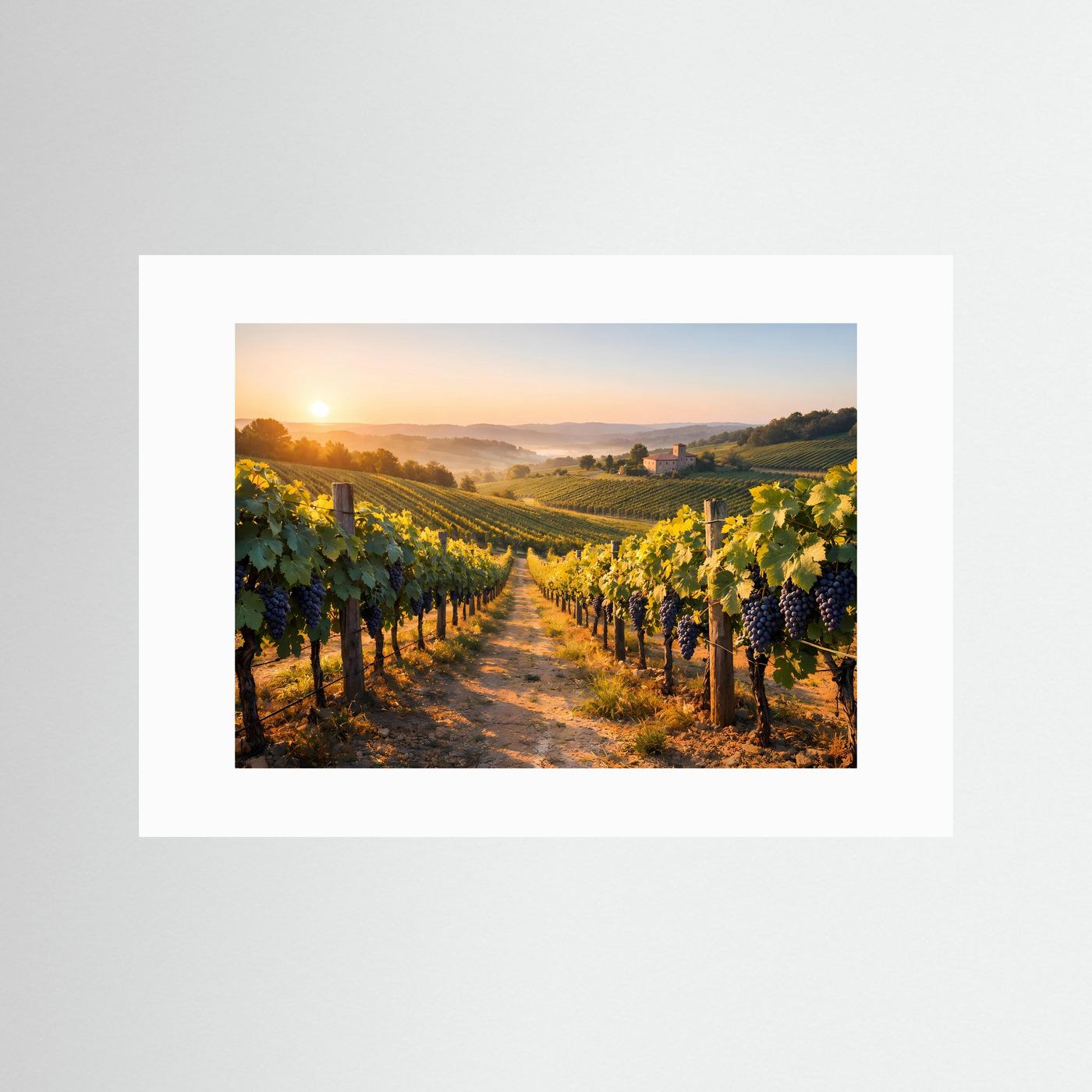 Weinberg-Poster im Querformat mit weißem Passepartout, Sonnenaufgang über Reben.