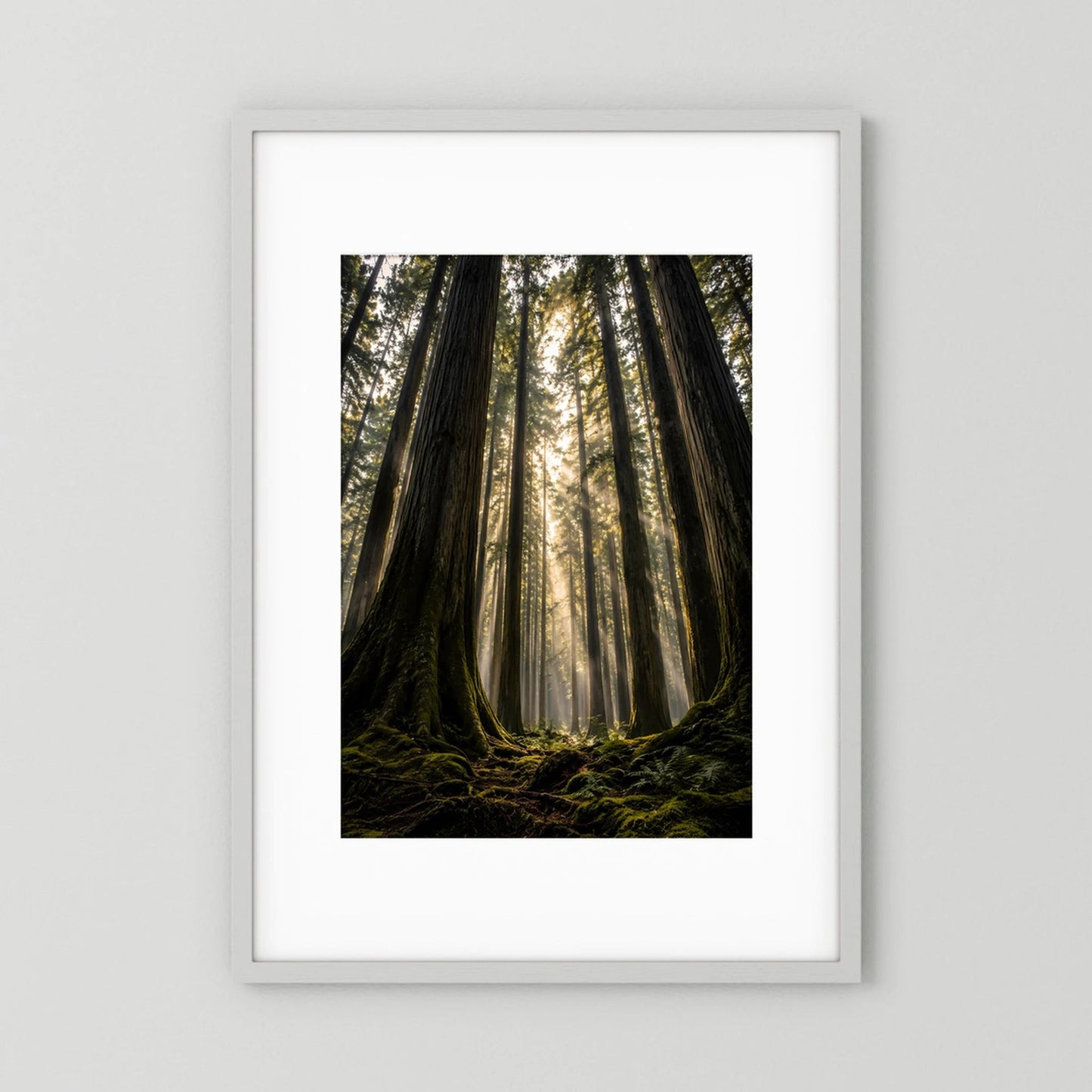 Hochformatiges Poster im weißen Rahmen: Redwood-Wald mit Lichtstrahlen nach oben