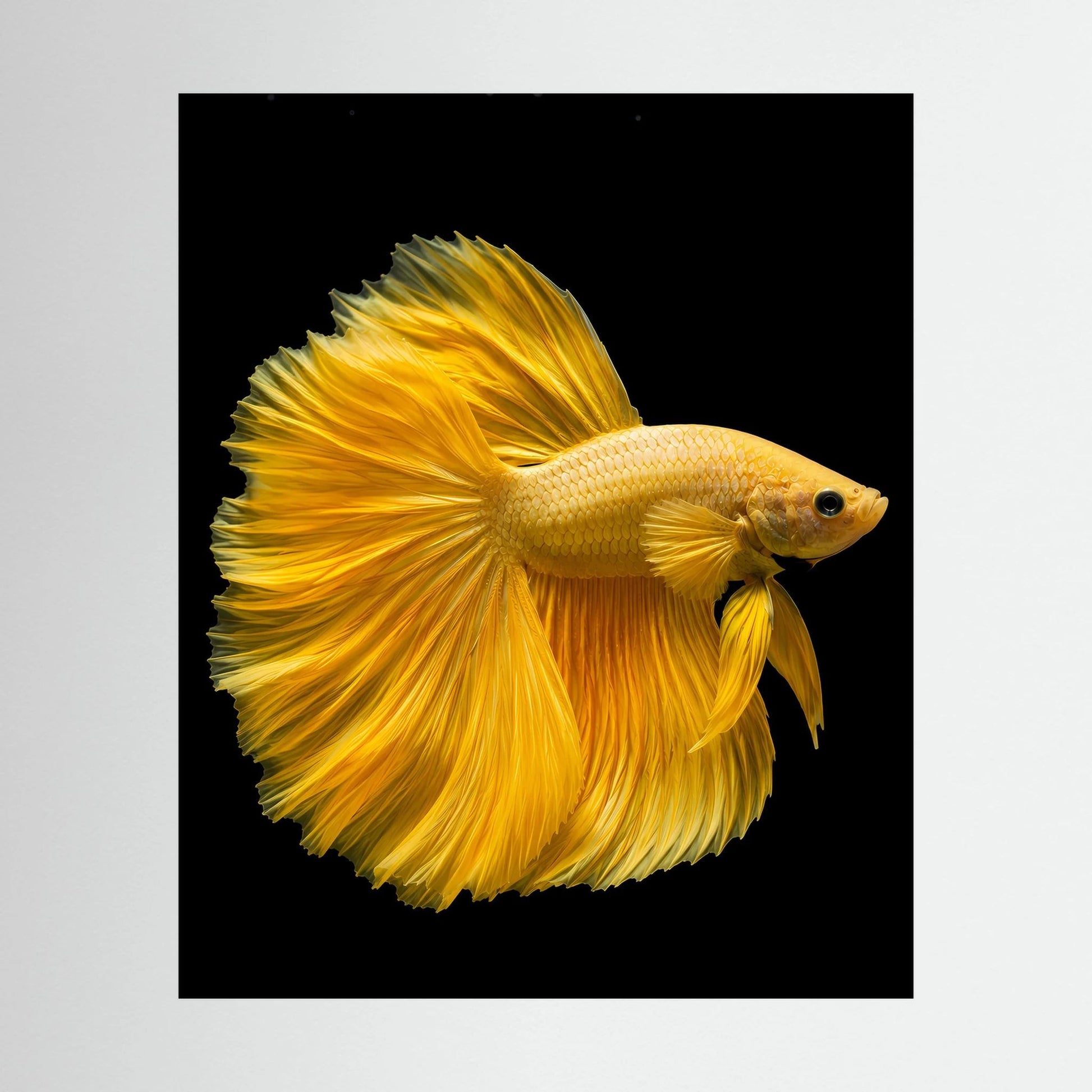 Kunstposter mit goldgelbem Kampffisch auf dunklem Hintergrund, seitliche Nahaufnahme