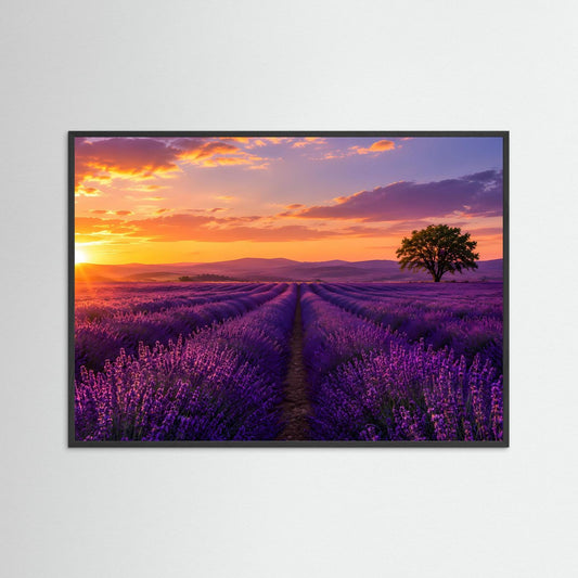 Poster im Querformat mit schwarzem Rahmen: Fliederfeld bei Sonnenuntergang