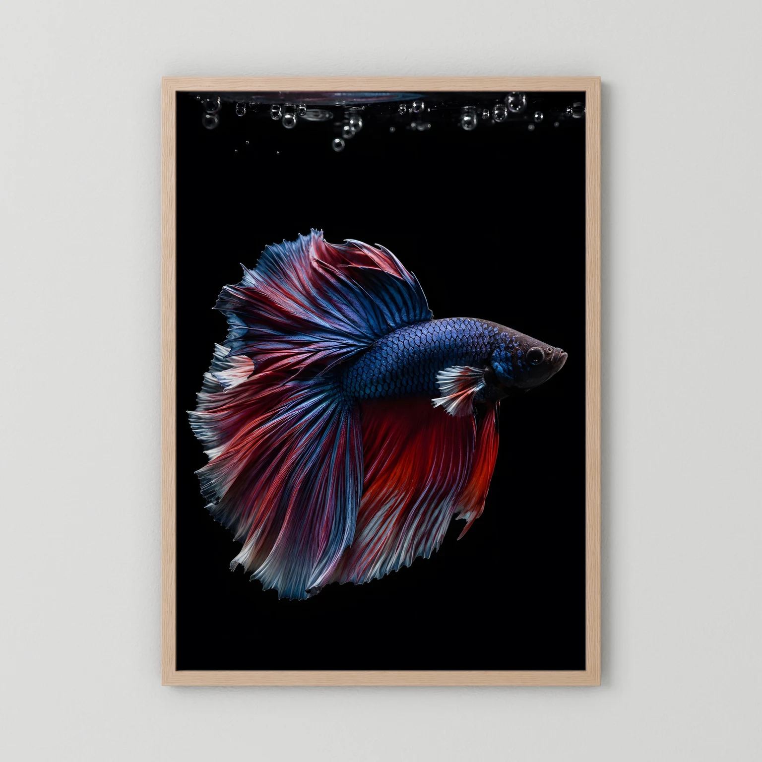 Poster mit Kampffisch in Blau und Rot, beiger Holzrahmen