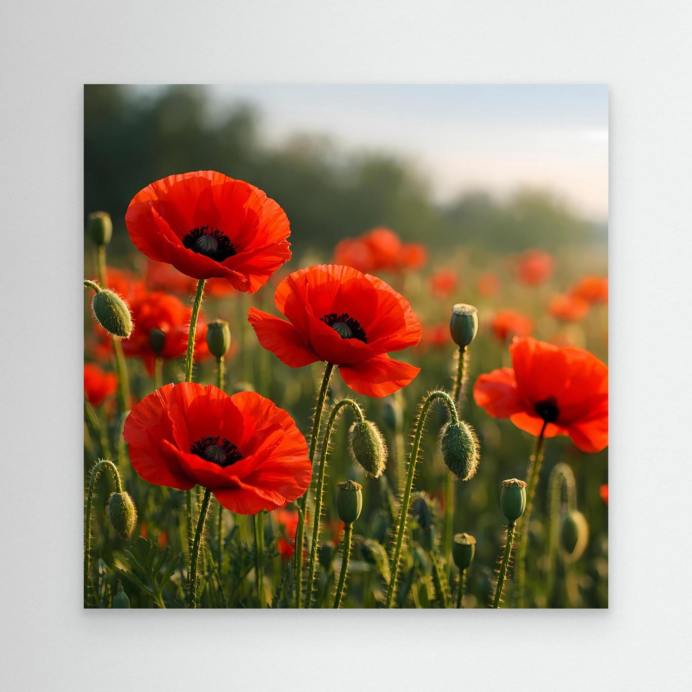 Klatschmohn-Wandbild mit weißem Rand, rote Blüten und grüne Kapseln im Feld
