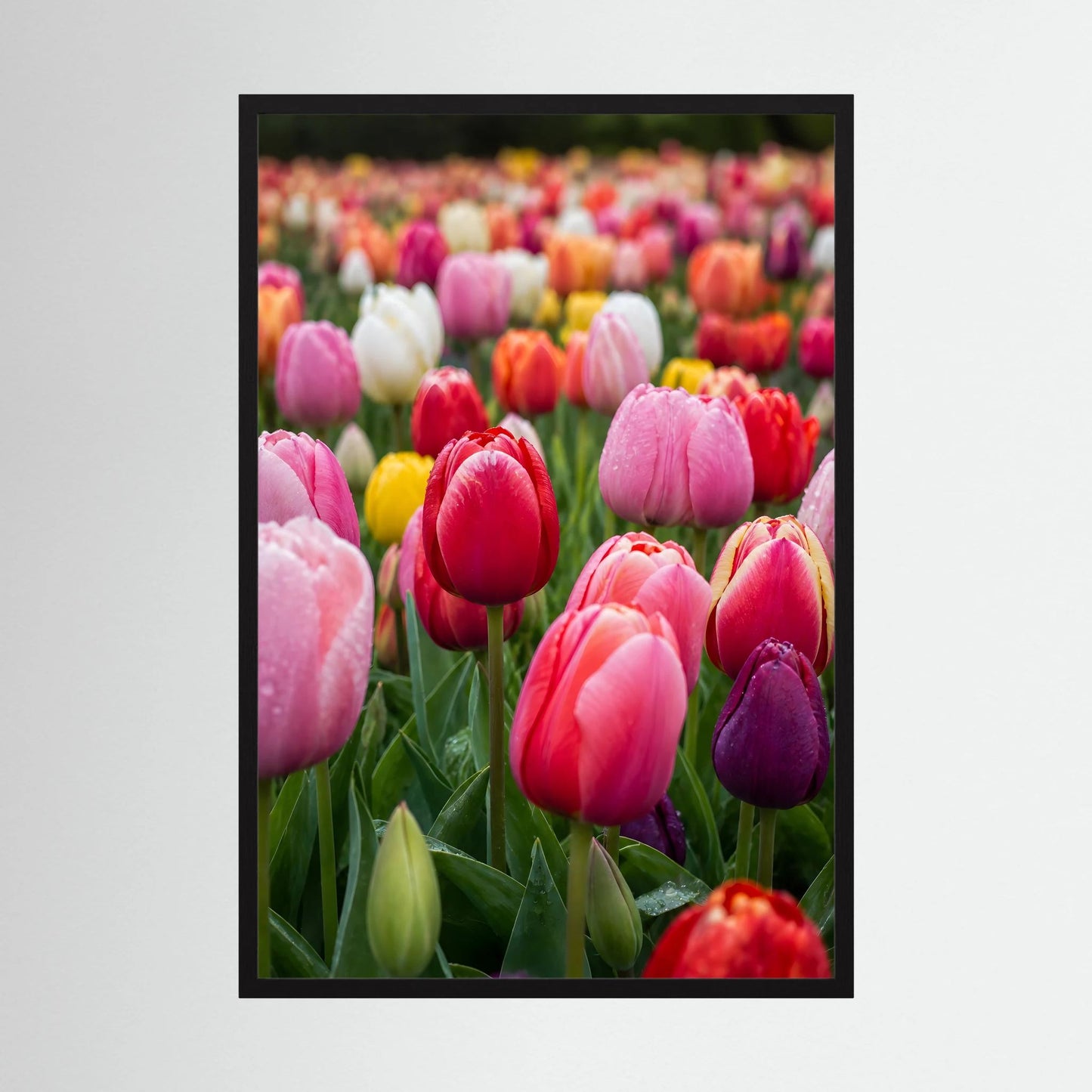 Gerahmtes Tulpen-Poster: Rosa, Rot, Gelb und Weiß im schwarzen Rahmen.