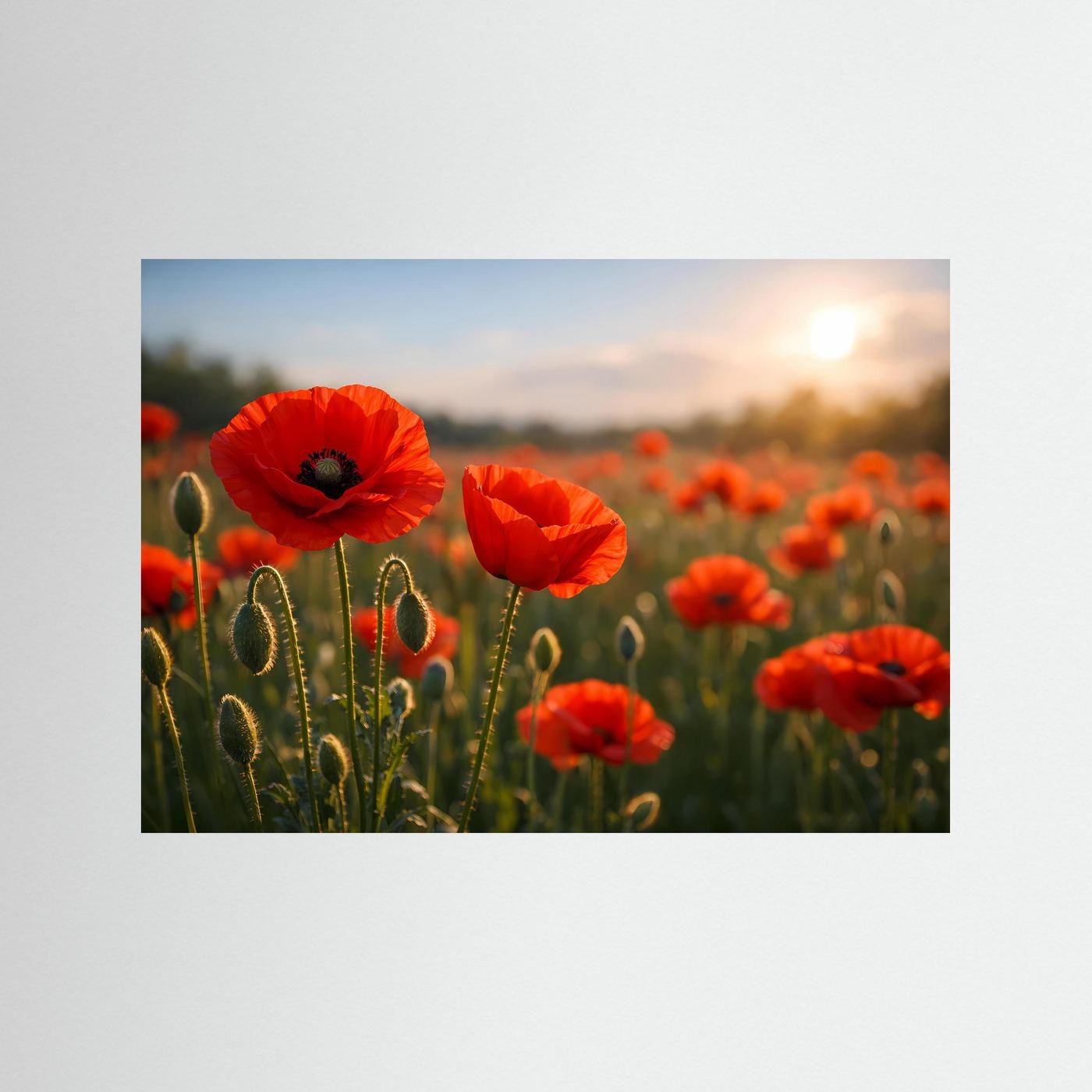 Mohnblumen-Poster mit roten Blüten bei Sonnenuntergang, Panoramaansicht