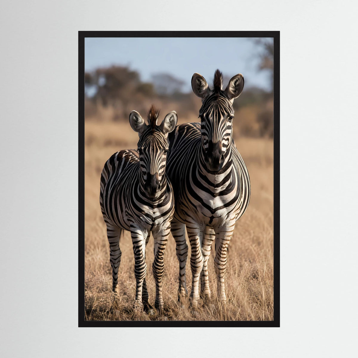Poster mit Zebra-Mutter und Jungtier in Streifen, im schwarzen Rahmen