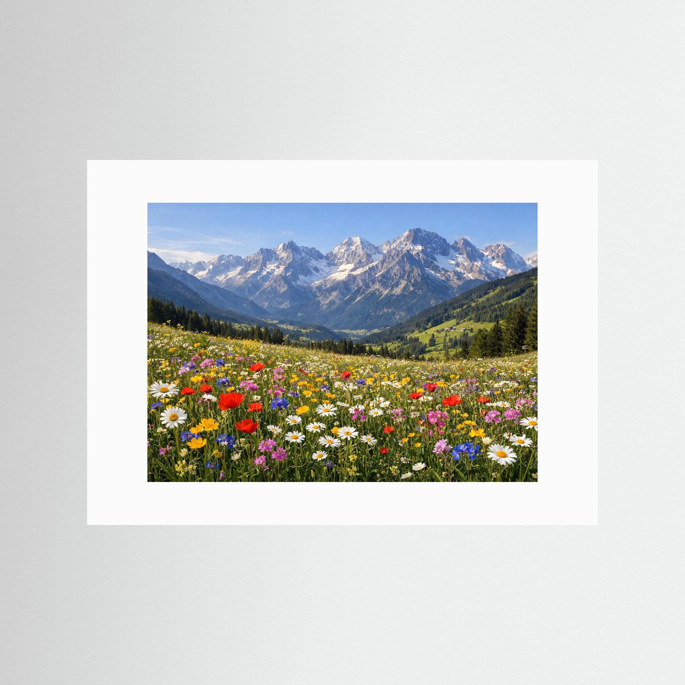 Poster im weißen Passepartout: blühende Alpenwiese mit bunten Blumen und Bergkette