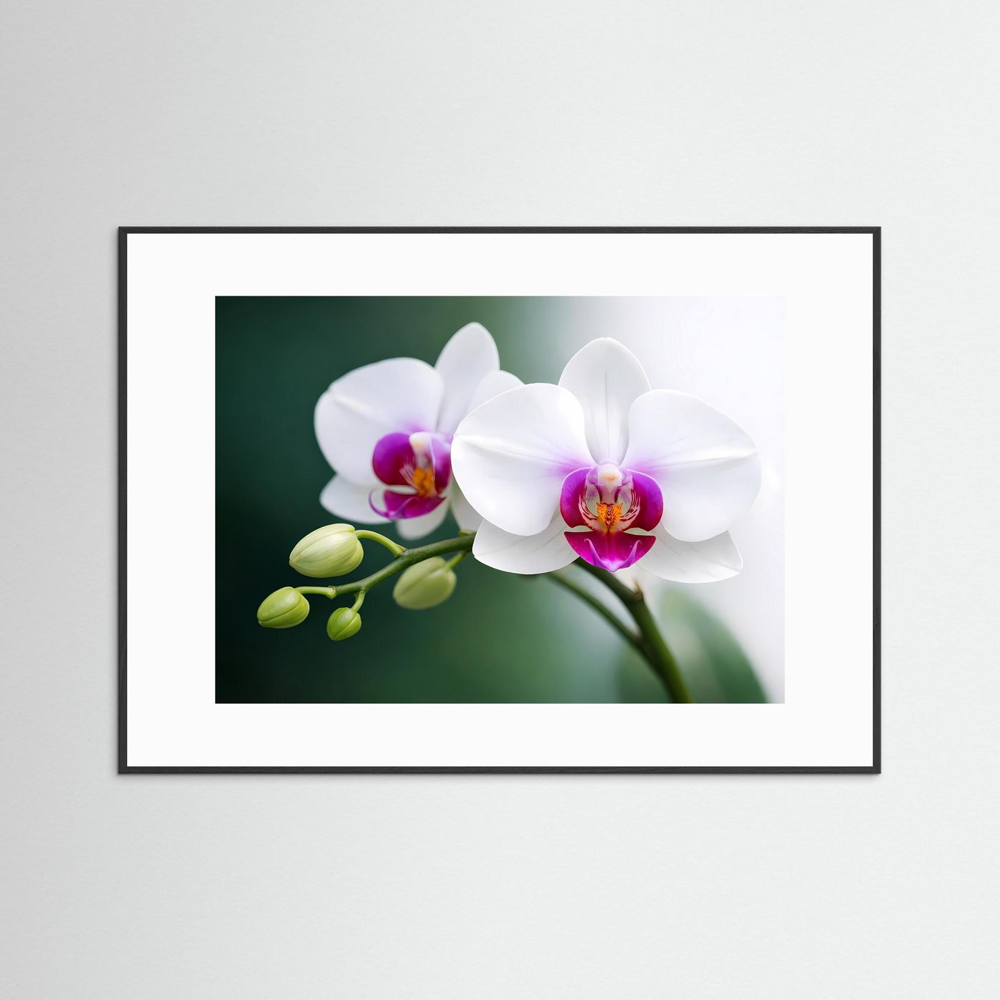 Orchideen-Poster mit weißen Blüten und grünen Knospen, in schwarzem Rahmen