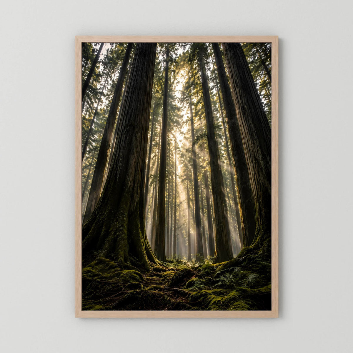 Poster im Hochformat mit hellem Holzrahmen: Redwood-Wald mit Lichtkegel