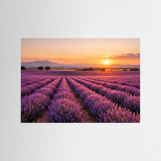 Blühendes Lavendelfeld im Sonnenuntergang | Panorama Provence & Natur Poster Querformat