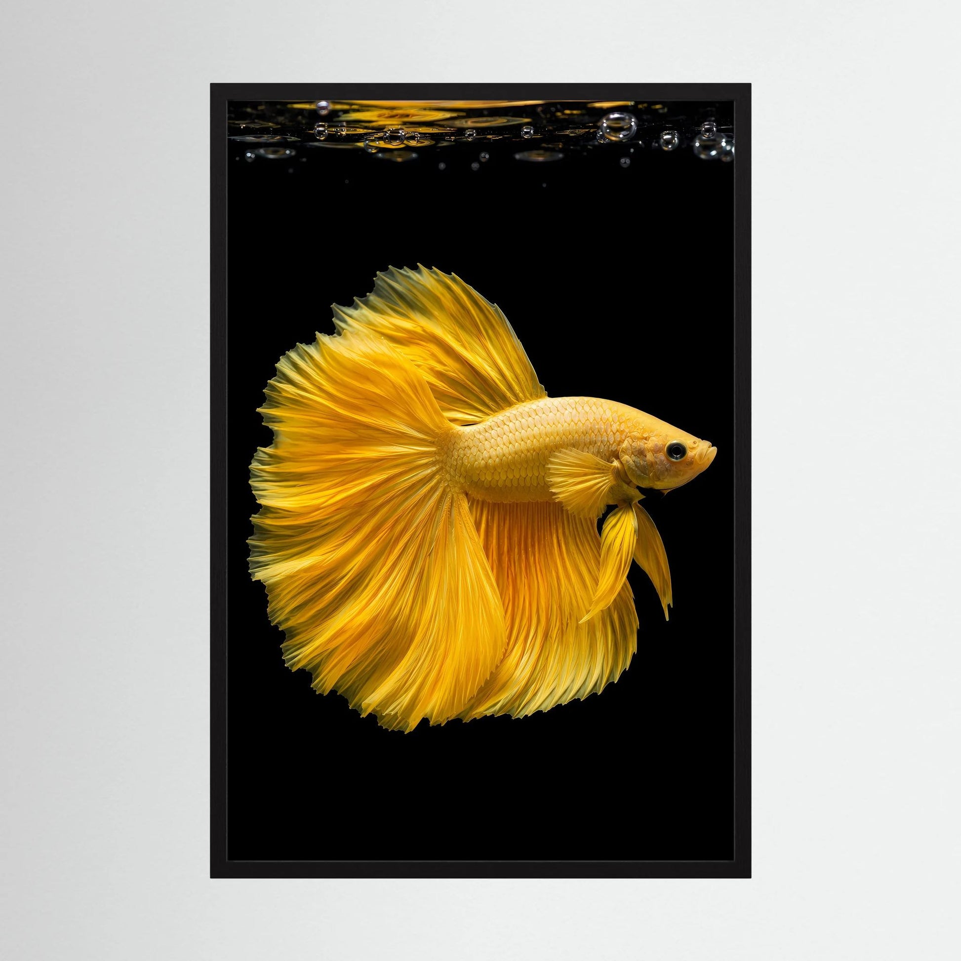 Kunstposter mit goldenem Kampffisch und ausgebreiteten gelben Flossen auf schwarzem Hintergrund