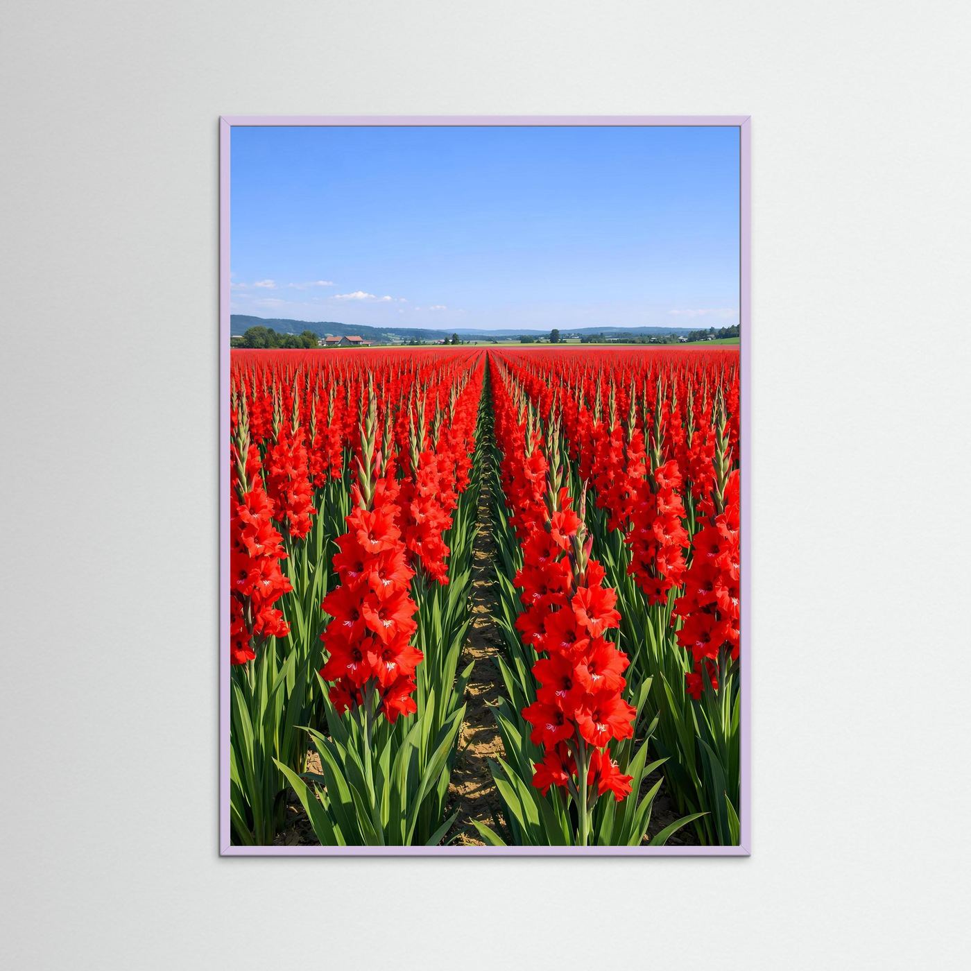 Wandbild mit rotem Gladiolenfeld, lila Passepartout und blauer Einfassung