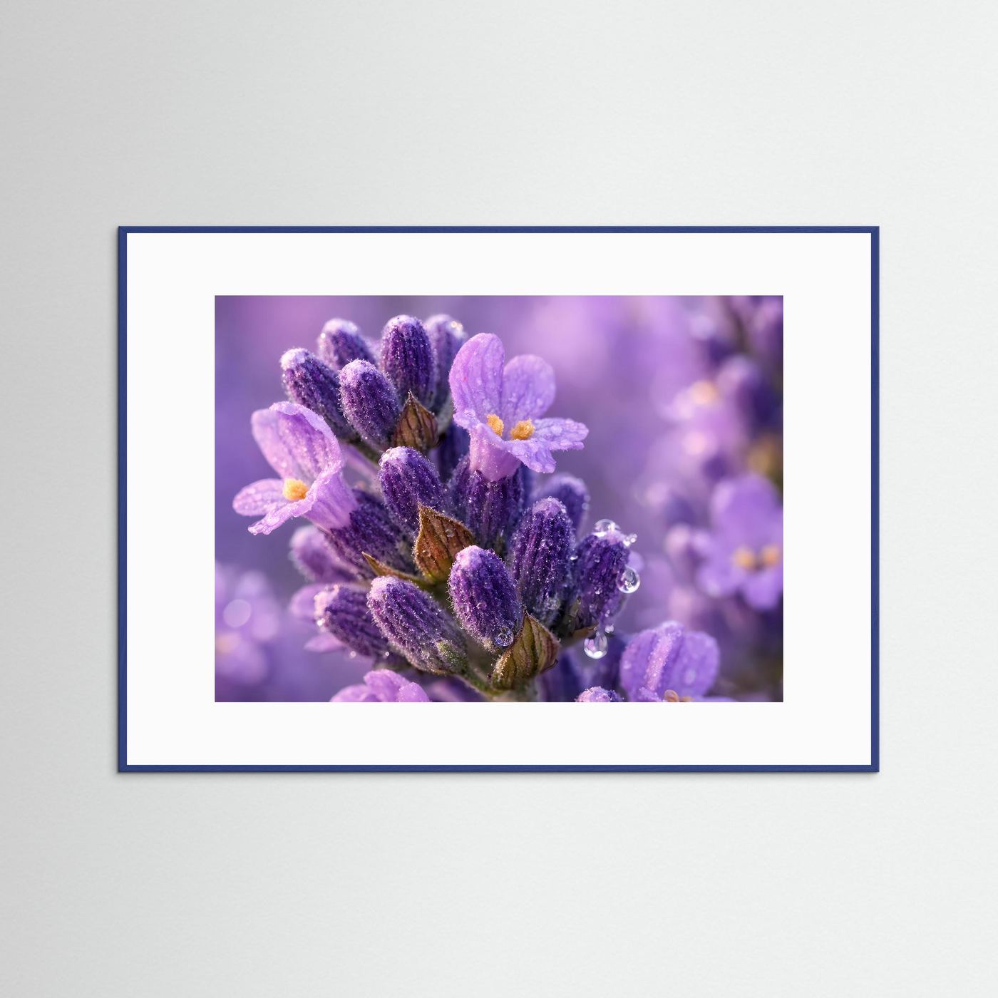 Zarte Lavendelblüten mit Tautropfen | Makro Natur Poster Querformat
