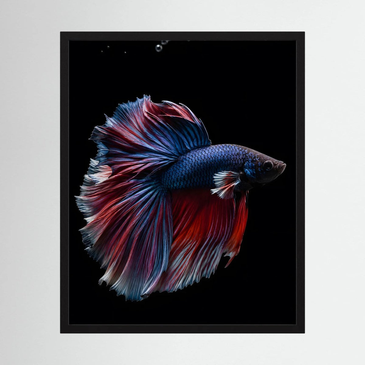 Gerahmtes Poster mit blau-rot schimmerndem Kampffisch, seitlich ausgebreitete Flossen