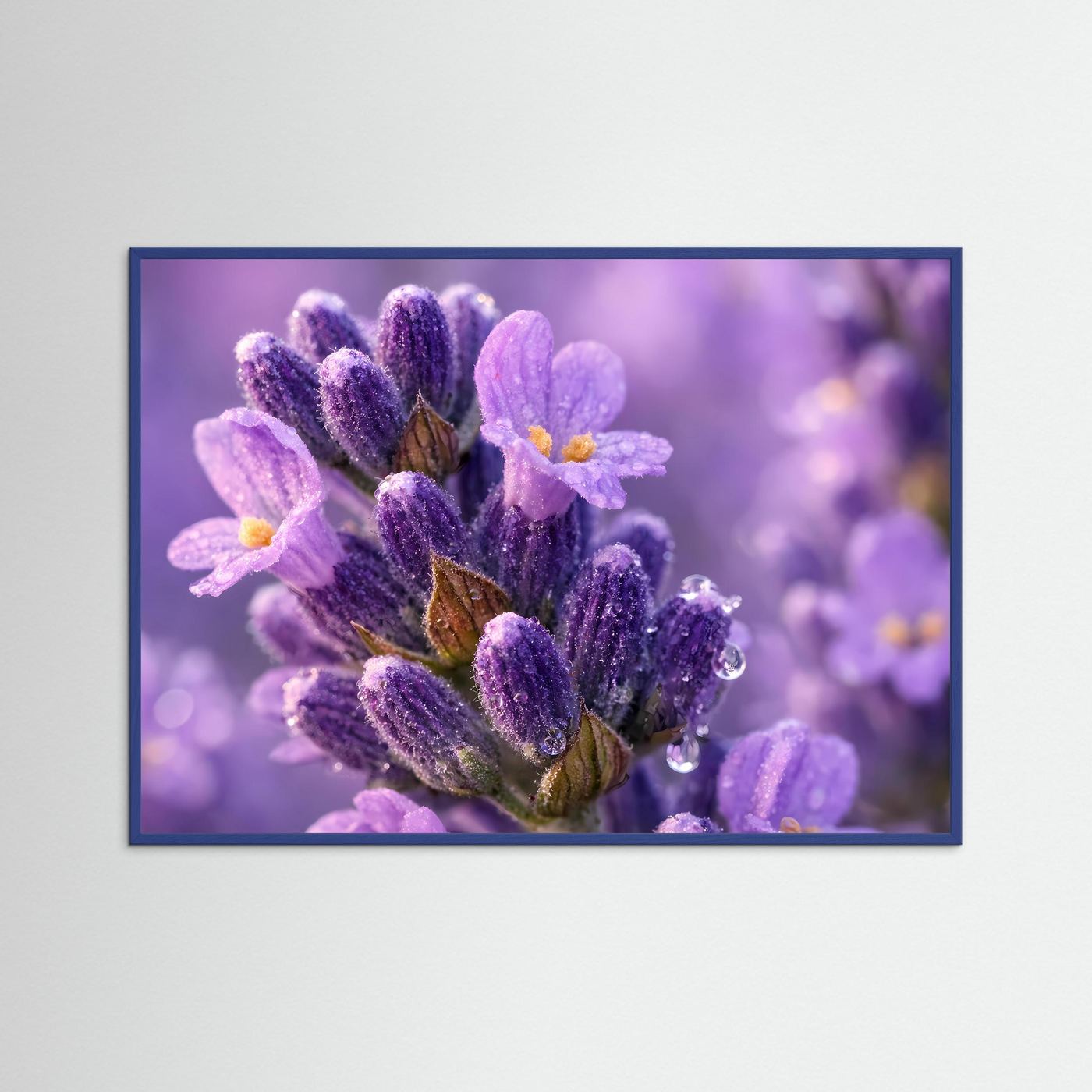 Zarte Lavendelblüten mit Tautropfen | Makro Natur Poster Querformat