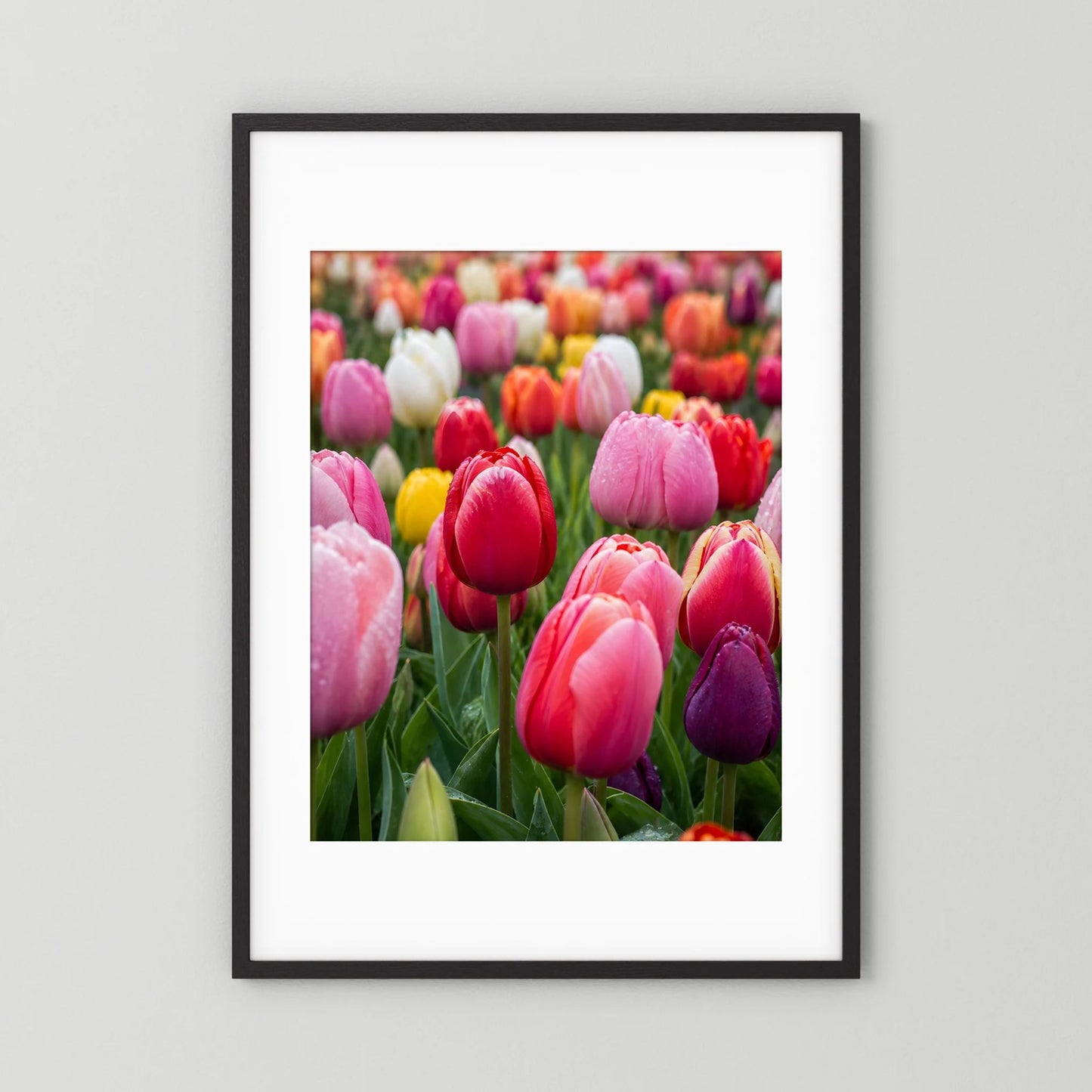 Tulpenposter im schwarzen Rahmen mit weißem Passepartout, bunte Blüten.