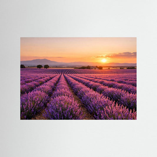 Lavendelfeld-Poster im Querformat, ohne Rahmen, mit Abendsonne über Lila Feldern