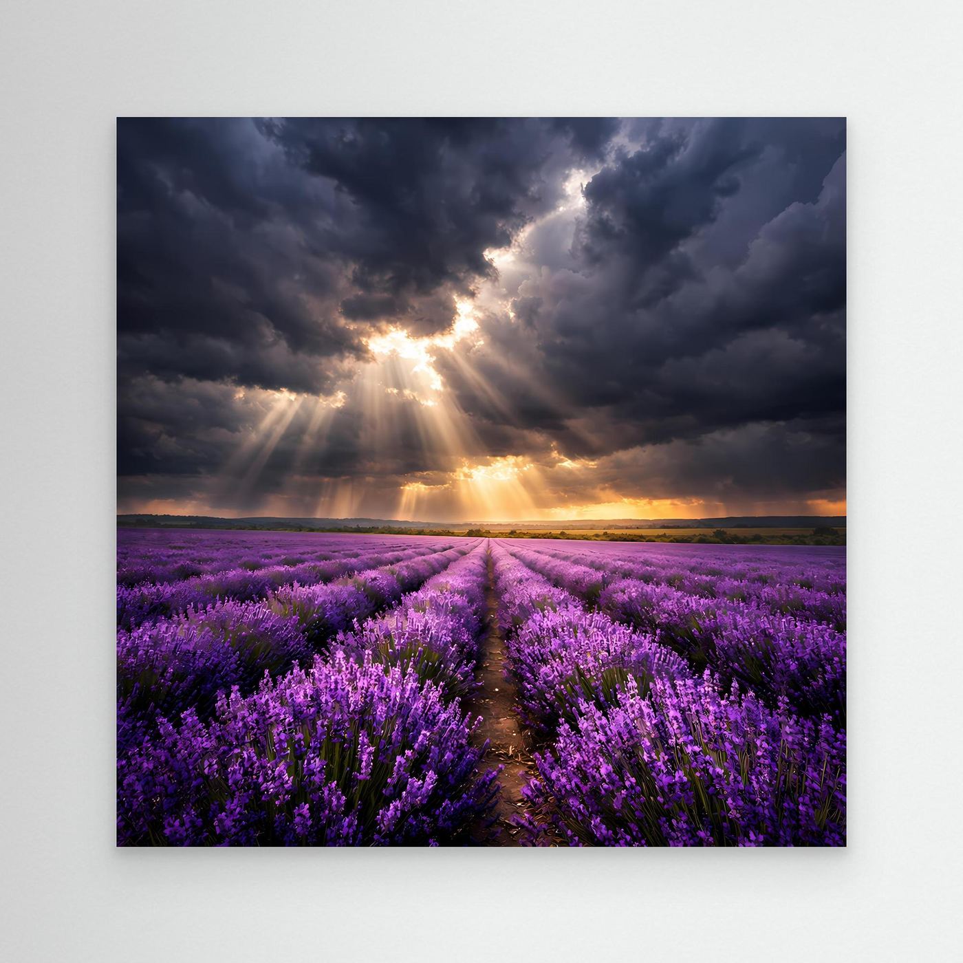 Leinwandbild Lavendelfeld mit Lichtstrahlen und Sonnenaufgang, ohne Rahmen