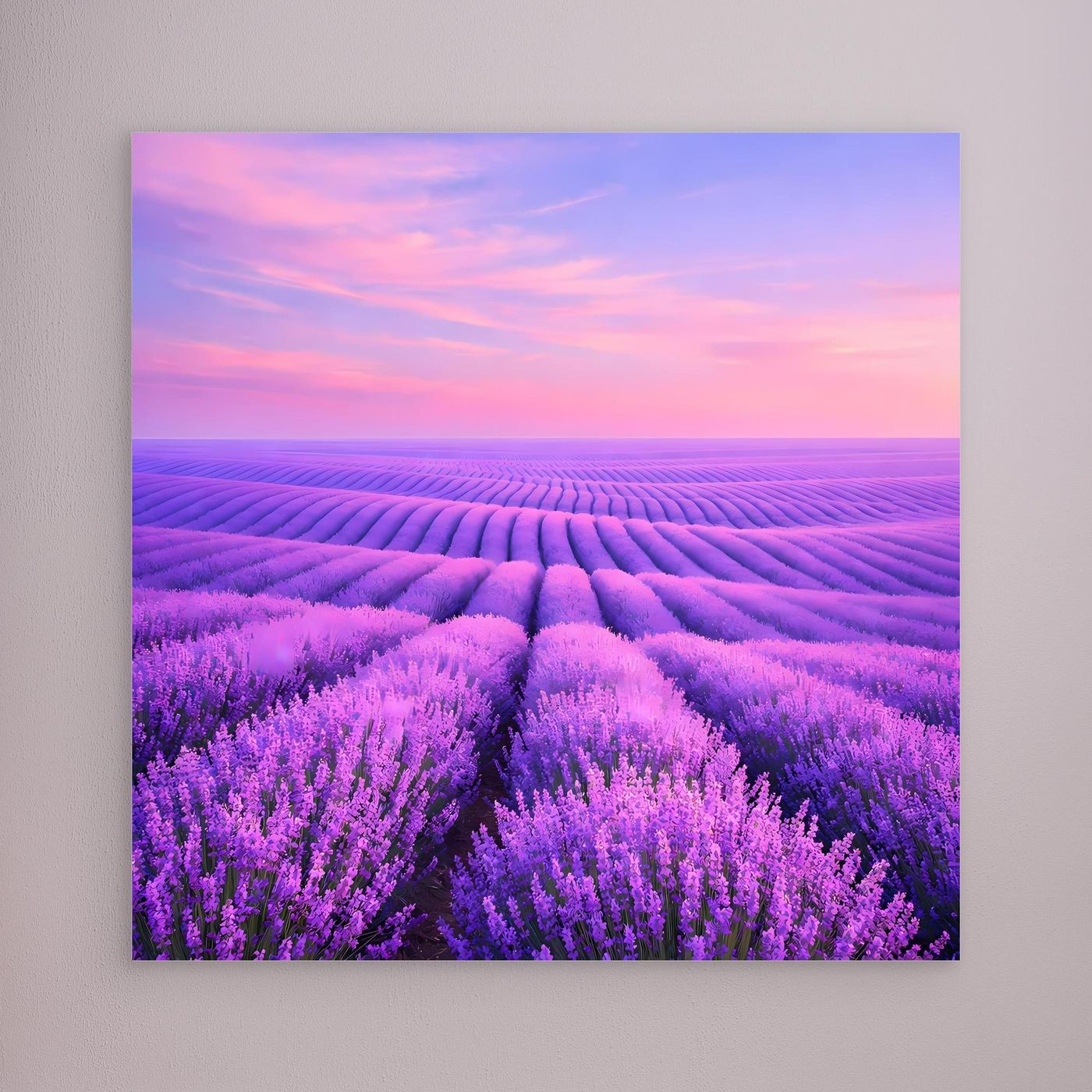 Leinwandbild Lavendelfeld mit rosa Himmel, ohne sichtbaren Rahmen