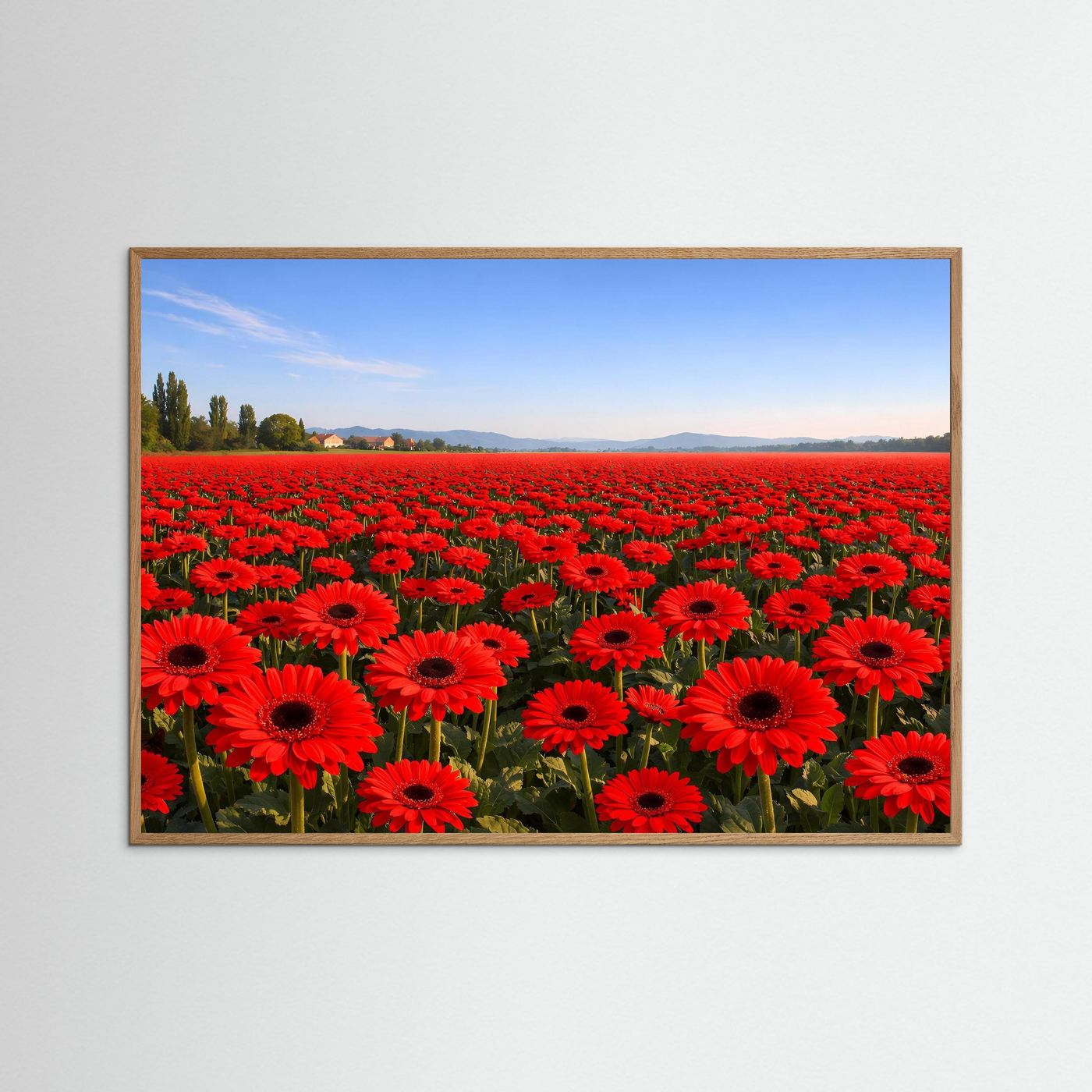 Leuchtendes Gerbera Blumenfeld | Rotes Blütenmeer & Natur Poster Querformat