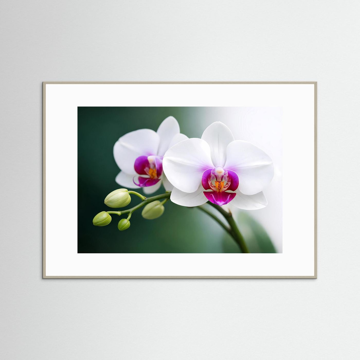 Orchideen-Poster mit weißen Blüten und grünen Knospen, in hellem Holzrahmen
