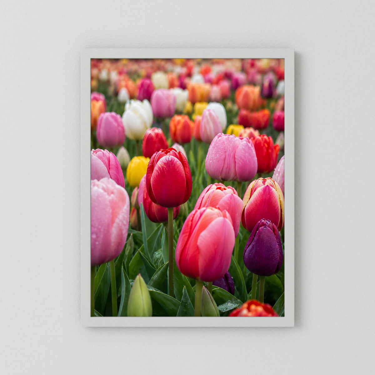 Tulpenposter im weißen Rahmen, bunte Tulpenblüten in Rosa, Rot und Gelb.