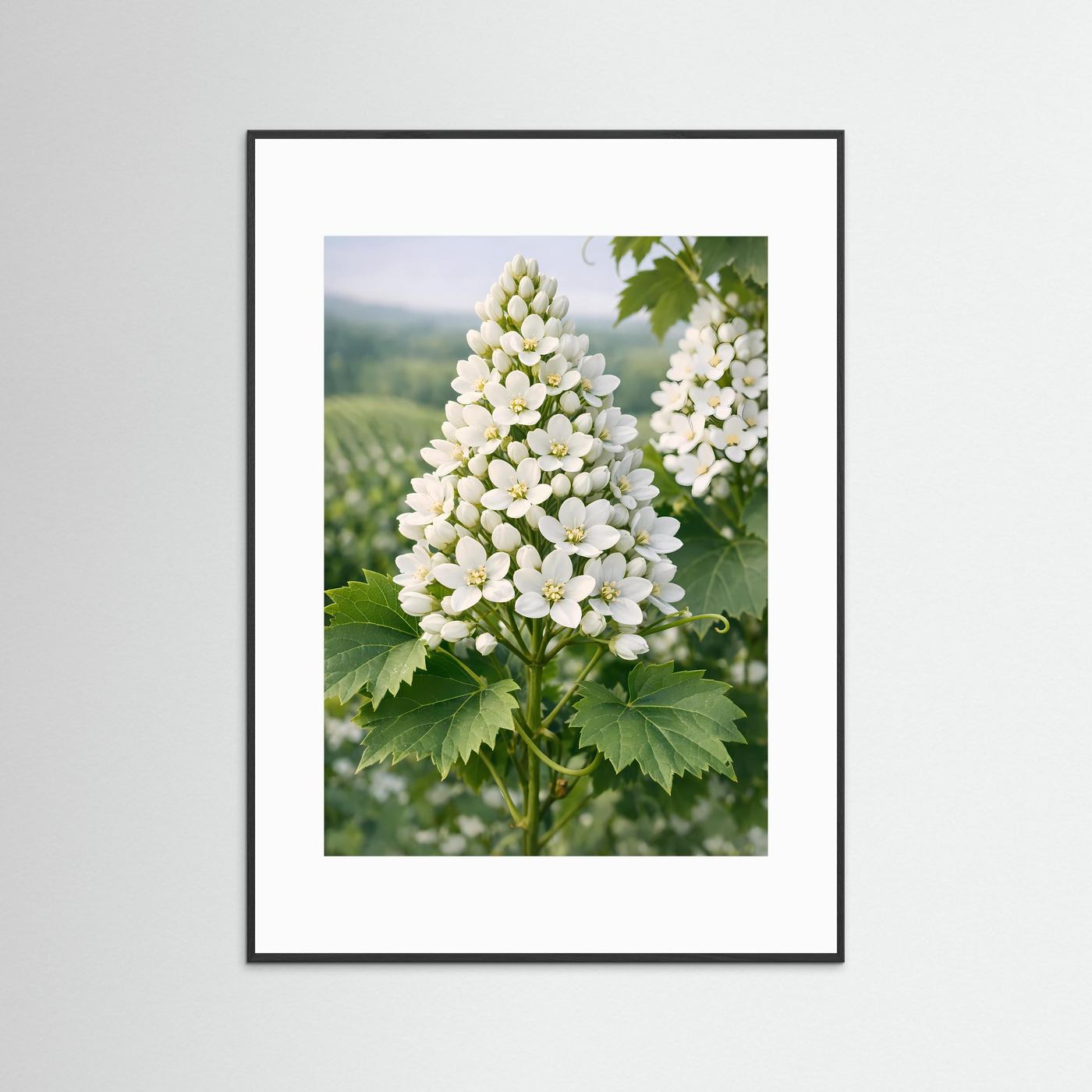 Botanisches Blütenposter mit weißen Blüten und grünen Blättern, schwarz gerahmt, mit weißem Passepartout.