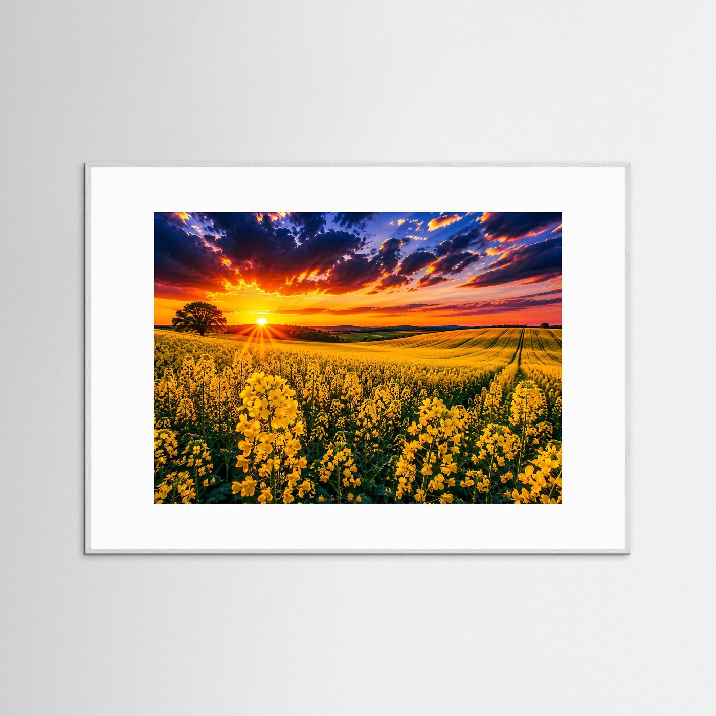 Rapsfeld Wandbild im Sonnenuntergang | Landschaft Poster mit gelben Blumen