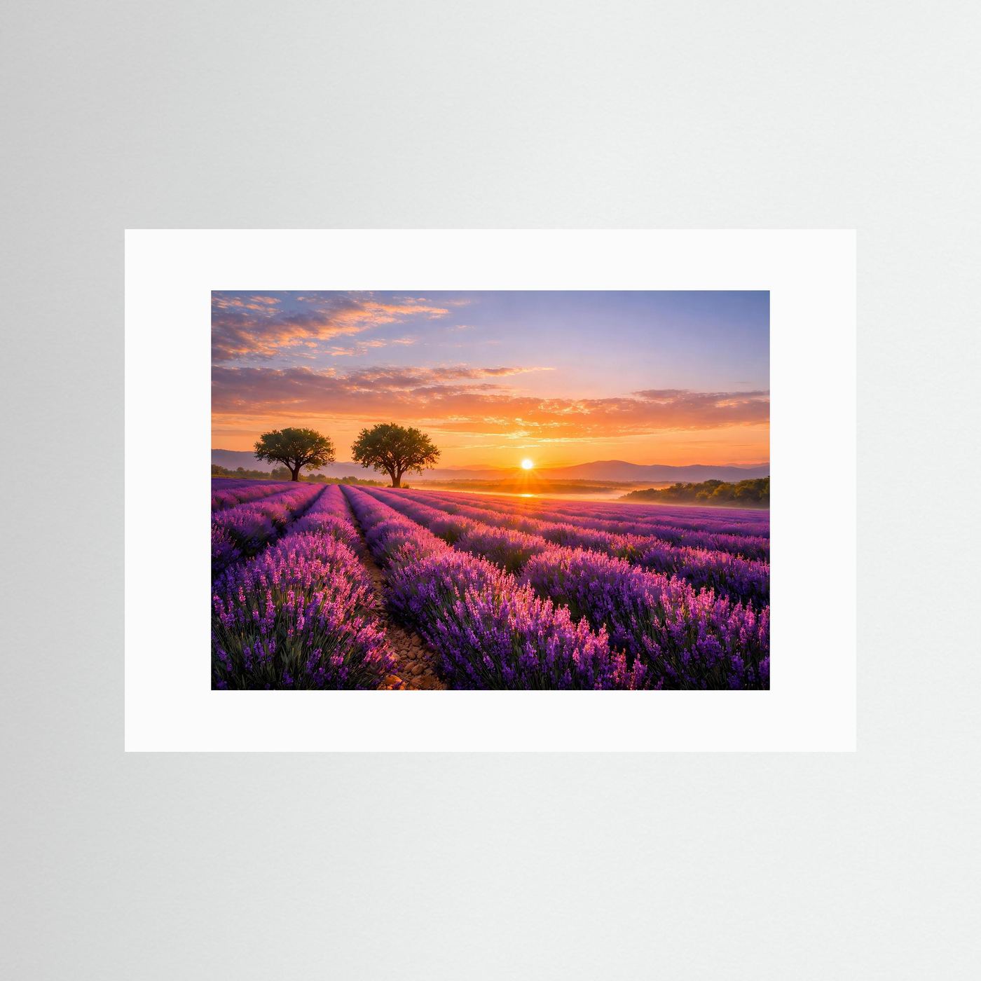 Wandbild mit weißem Passepartout: Lavendelfeld bei Sonnenuntergang