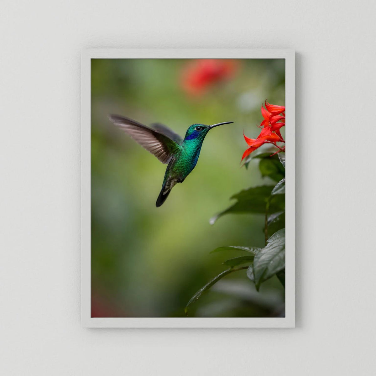 Wandposter mit grünem Kolibri im Flug und roten Blüten, weißer Rahmen