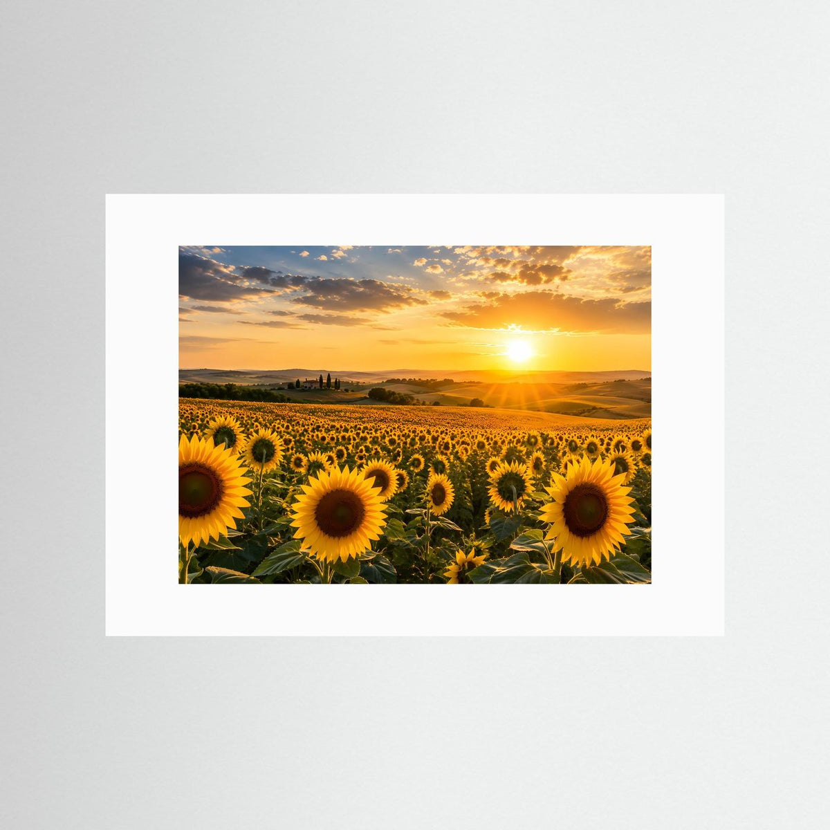 Querformat-Poster mit Sonnenblumenfeld bei Sonnenuntergang mit weißem Passepartout ohne Rahmen
