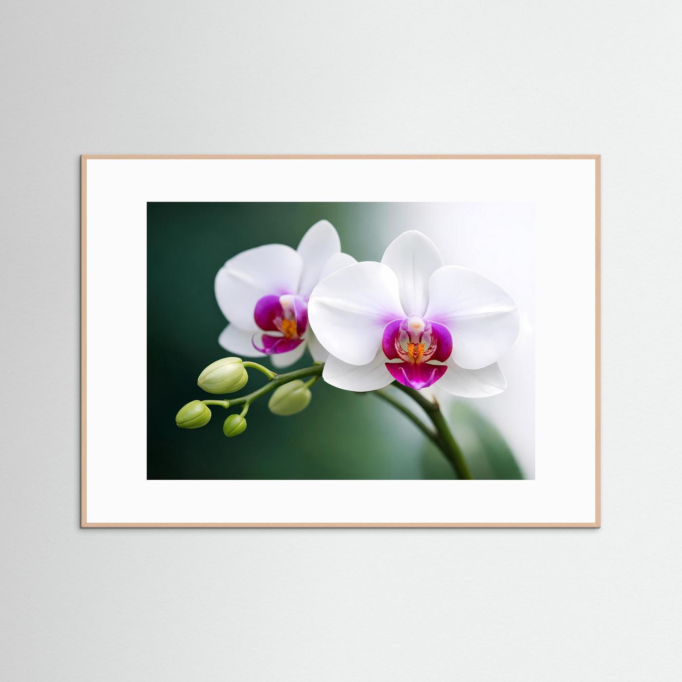 Orchideen-Poster mit weißen Blüten und grünen Knospen, in hellem Holzrahmen