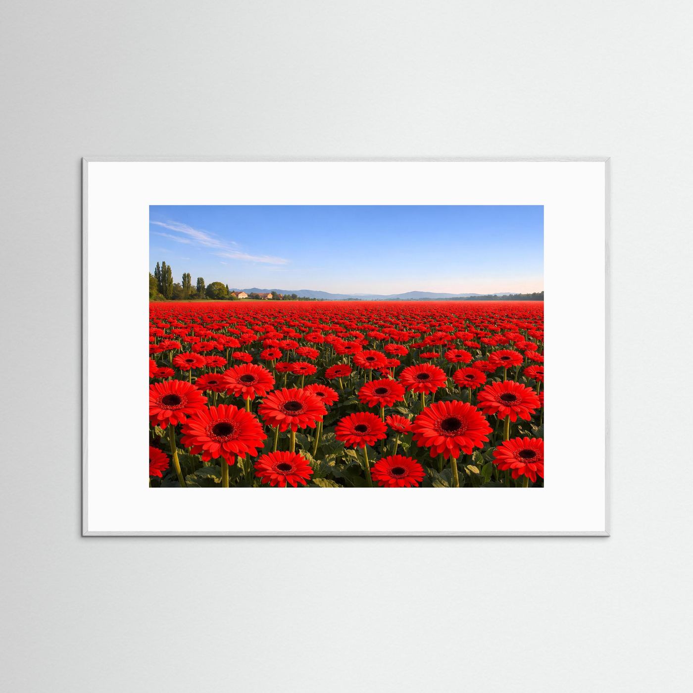Leuchtendes Gerbera Blumenfeld | Rotes Blütenmeer & Natur Poster Querformat