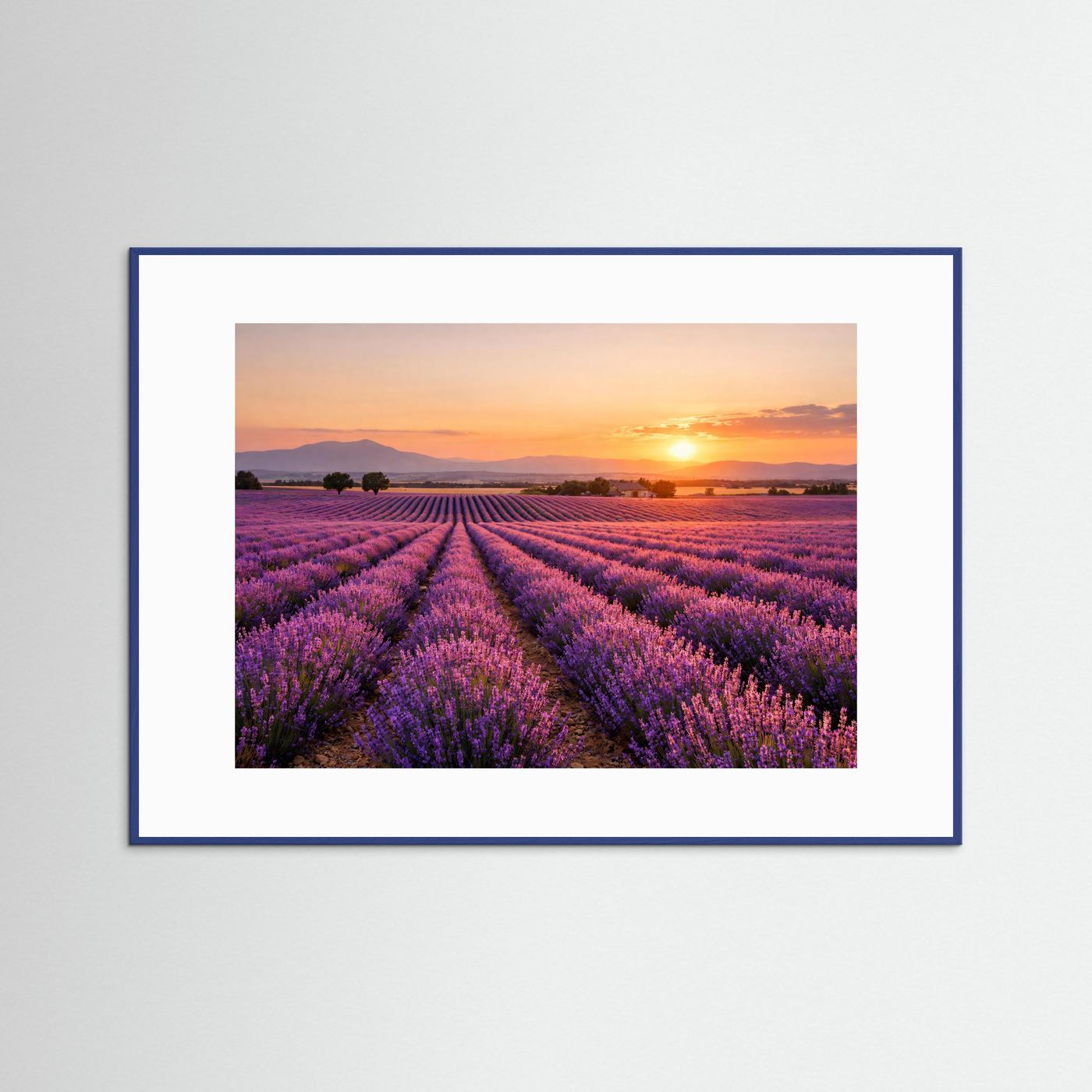 Blühendes Lavendelfeld im Sonnenuntergang | Panorama Provence & Natur Poster Querformat
