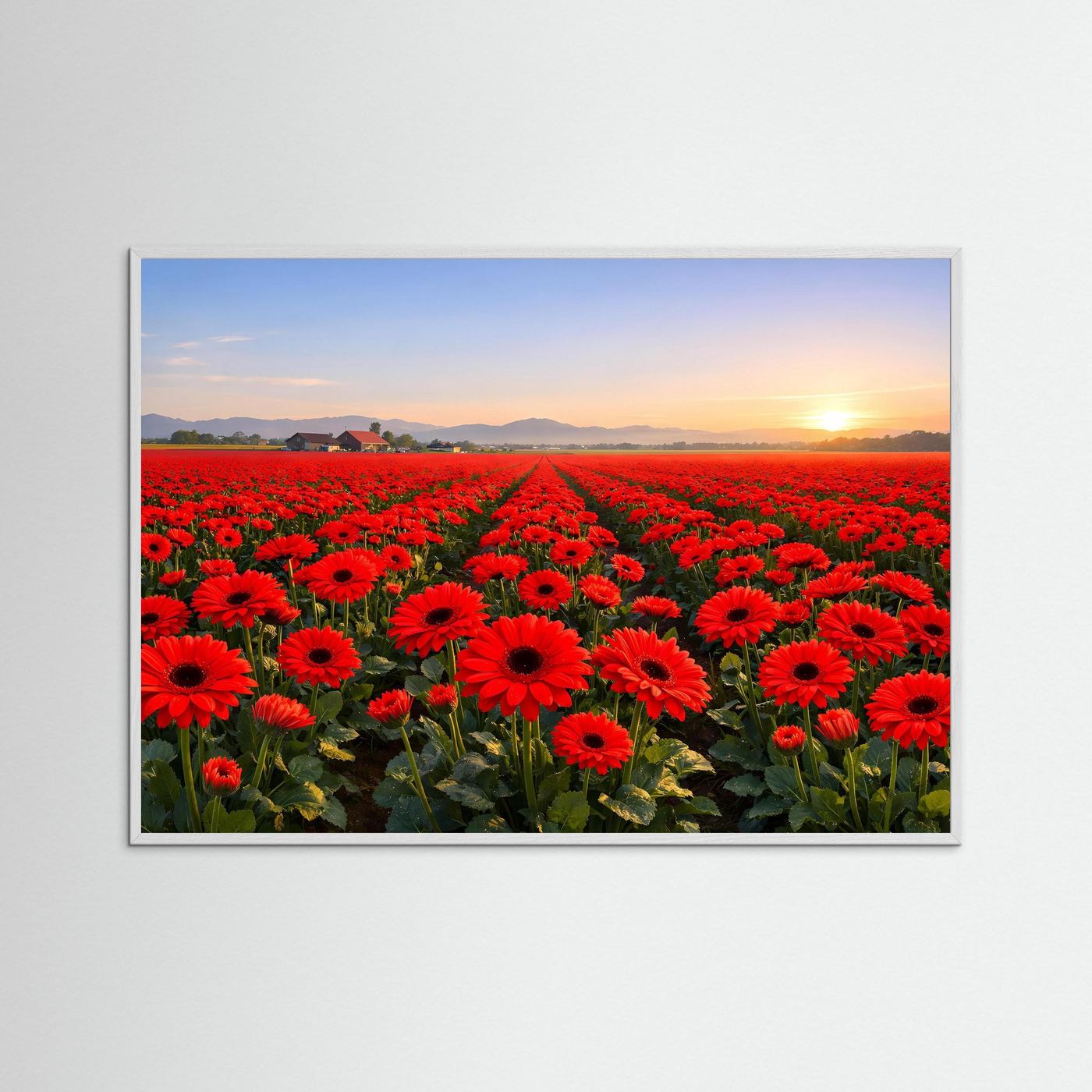 Blumenposter im Rahmen mit dunkelgrauem Rand, Feld roter Gerbera bei Sonnenaufgang.