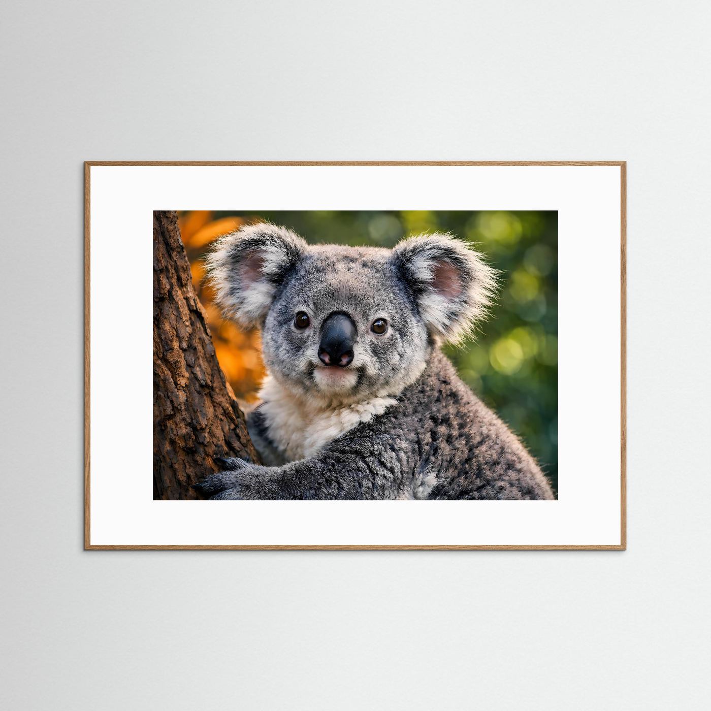Gerahmtes Tierposter mit Koala im Nahblick, brauner Rahmen und weißer Rand