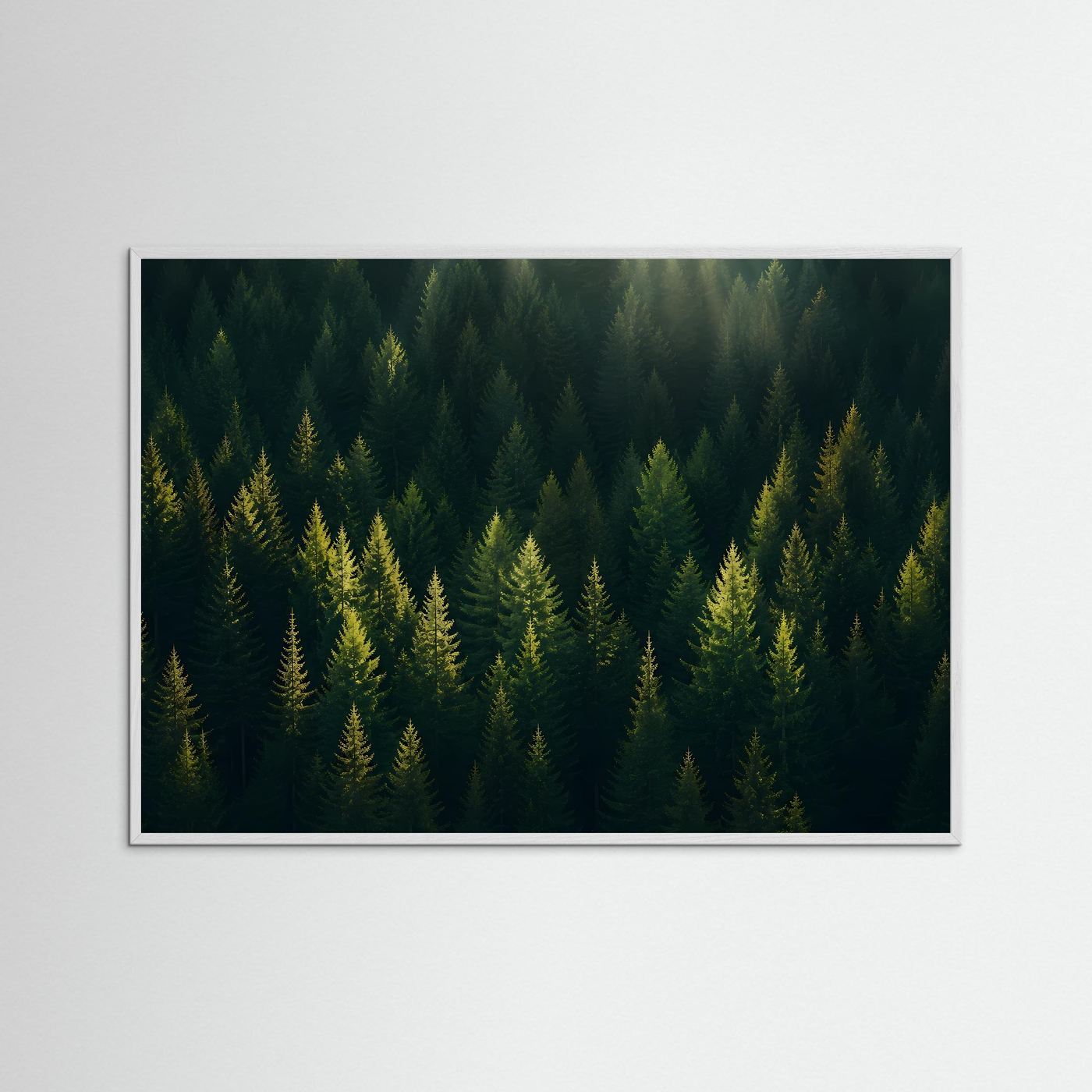 Mystischer Nadelwald im Sonnenlicht | Panorama Wald & Natur Poster Querformat