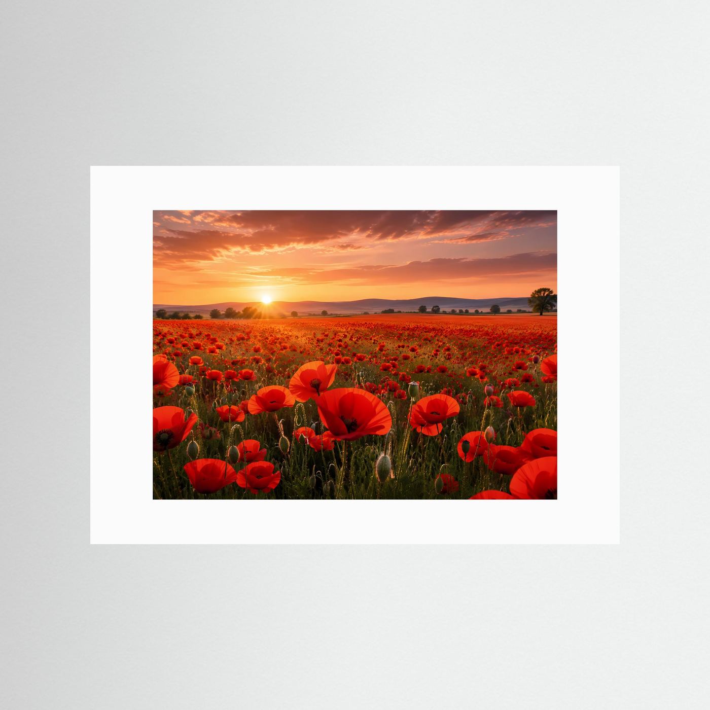 Poster mit rotem Mohnblumenfeld bei Sonnenuntergang, mit weißem Passepartout.