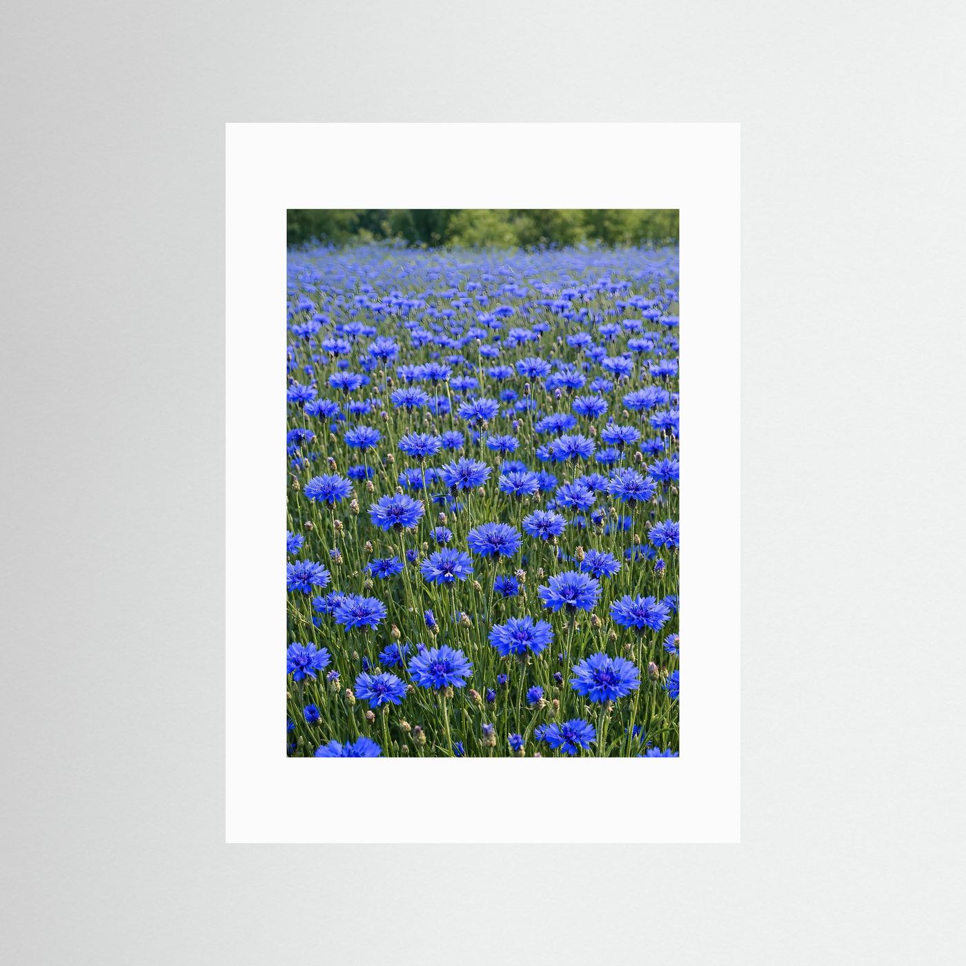 Leinwandbild mit blauem Kornblumenfeld und weißem Passepartout