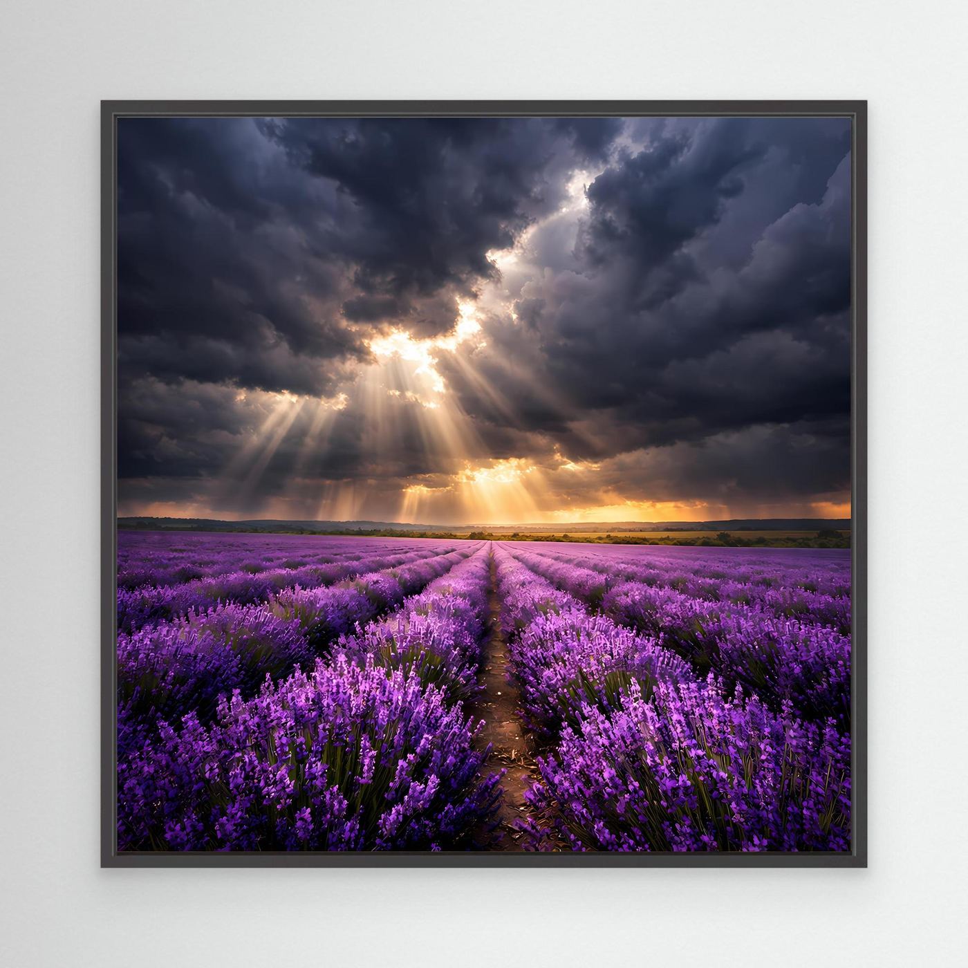 Leinwandbild Lavendelfeld mit Lichtstrahlen und Sonnenaufgang im schwarzen Rahmen