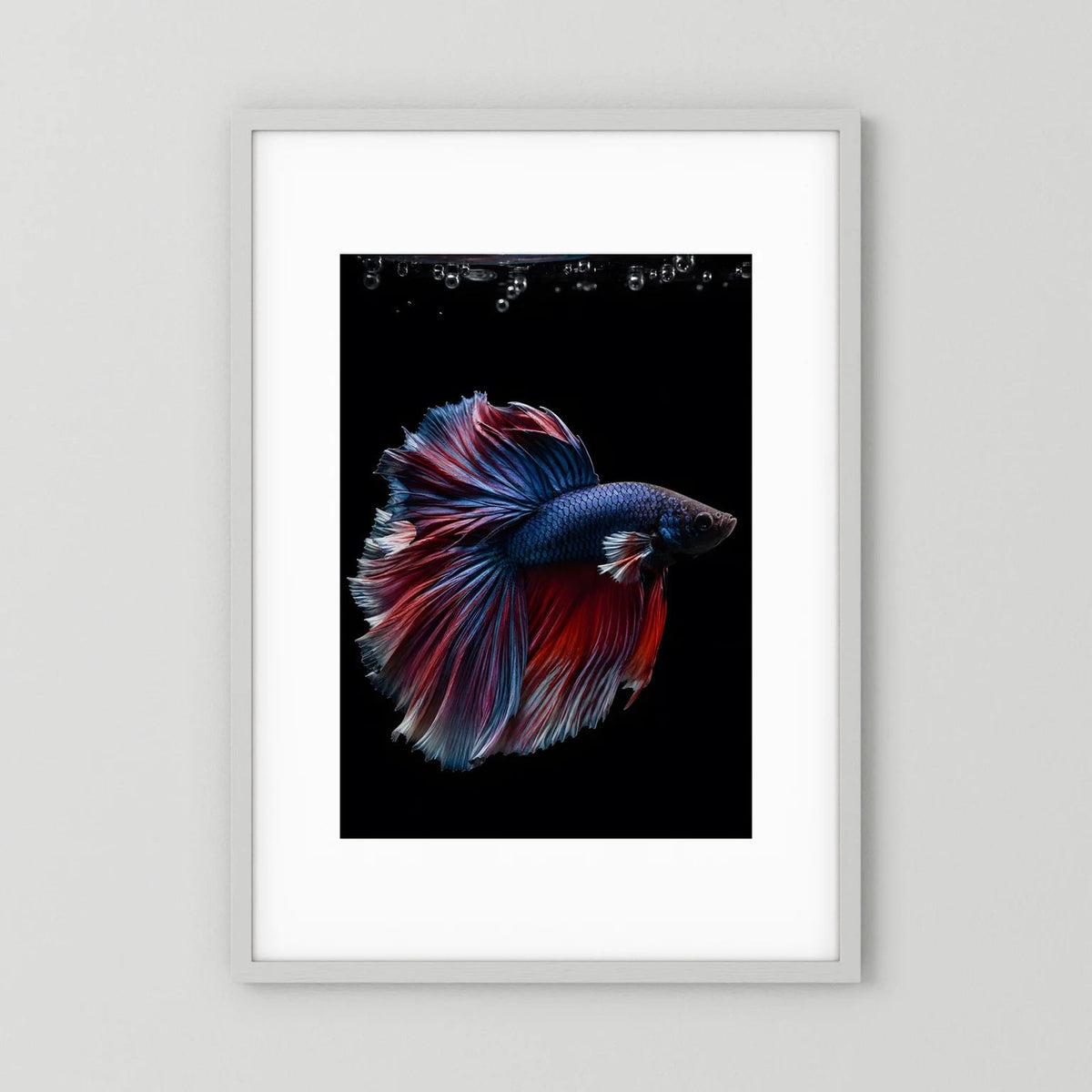 Gerahmtes Poster mit blau-rot schillerndem Kampffisch, weißer Rahmen, Hochformat
