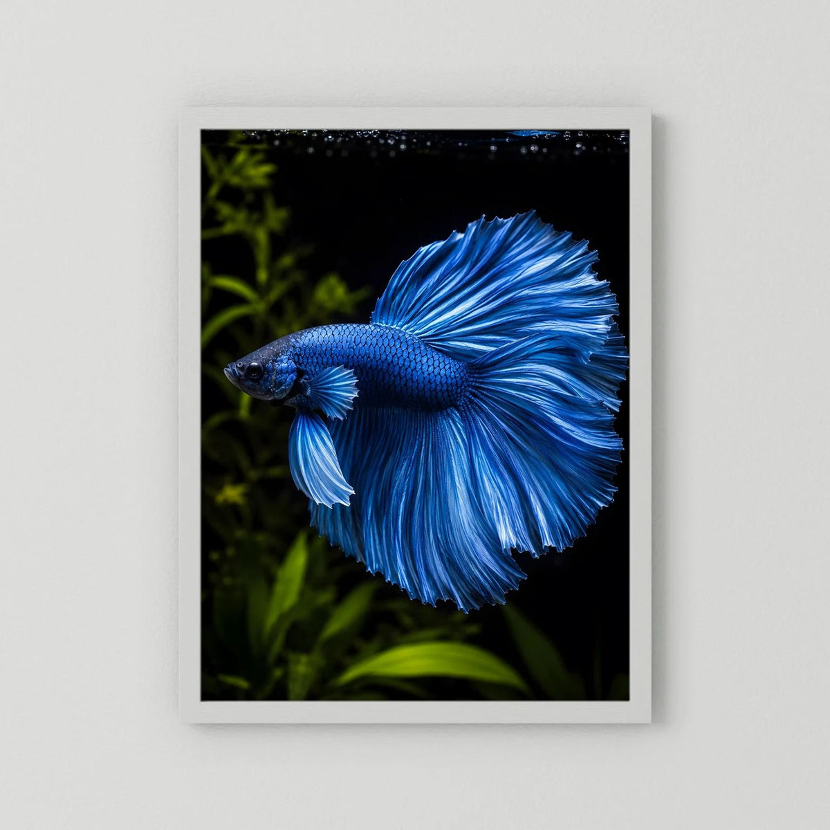 Wandposter mit blauem Kampffisch im Porträt, weißer Rahmen