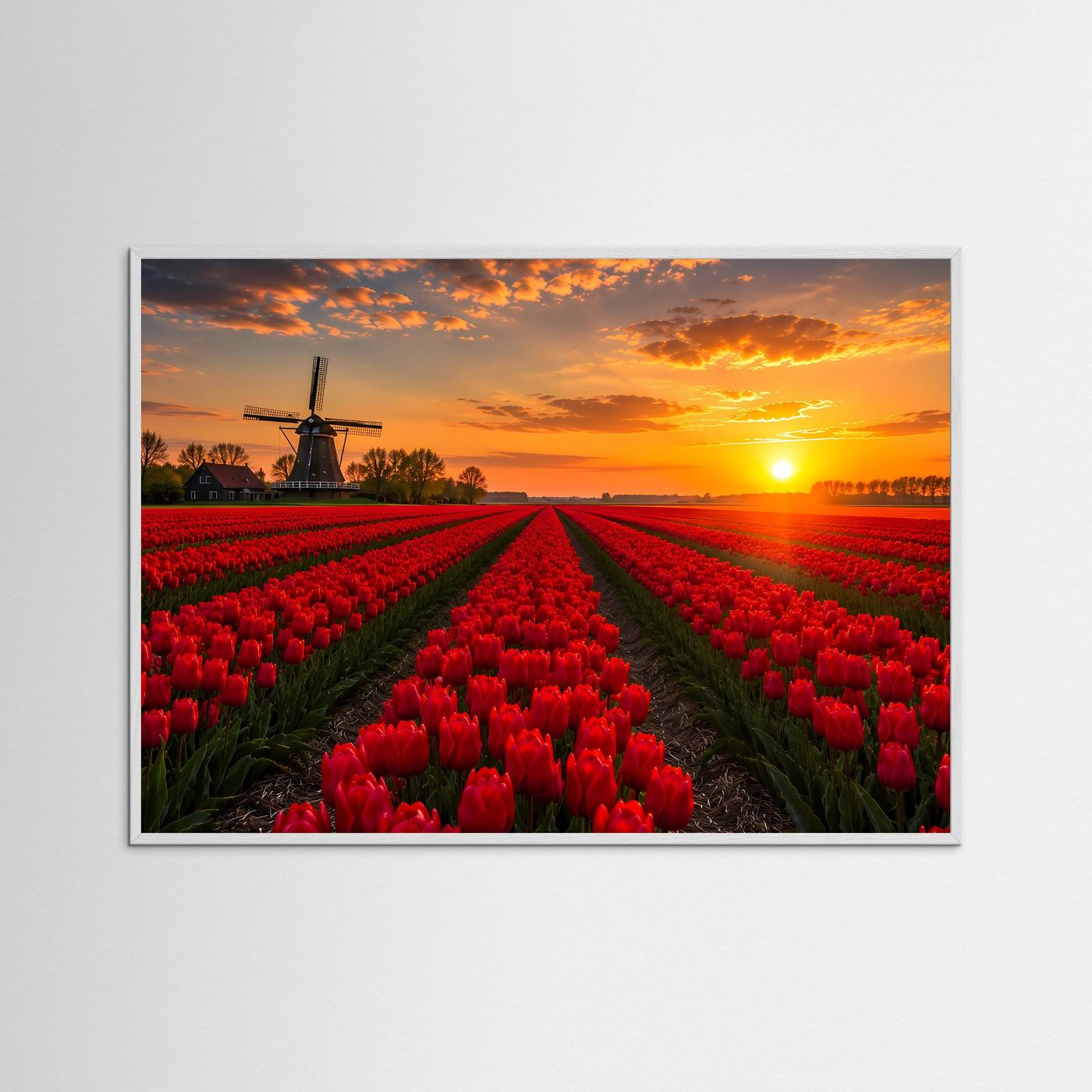 Rotes Tulpenfeld Holland Poster Querformat | Windmühle & Sonnenuntergang