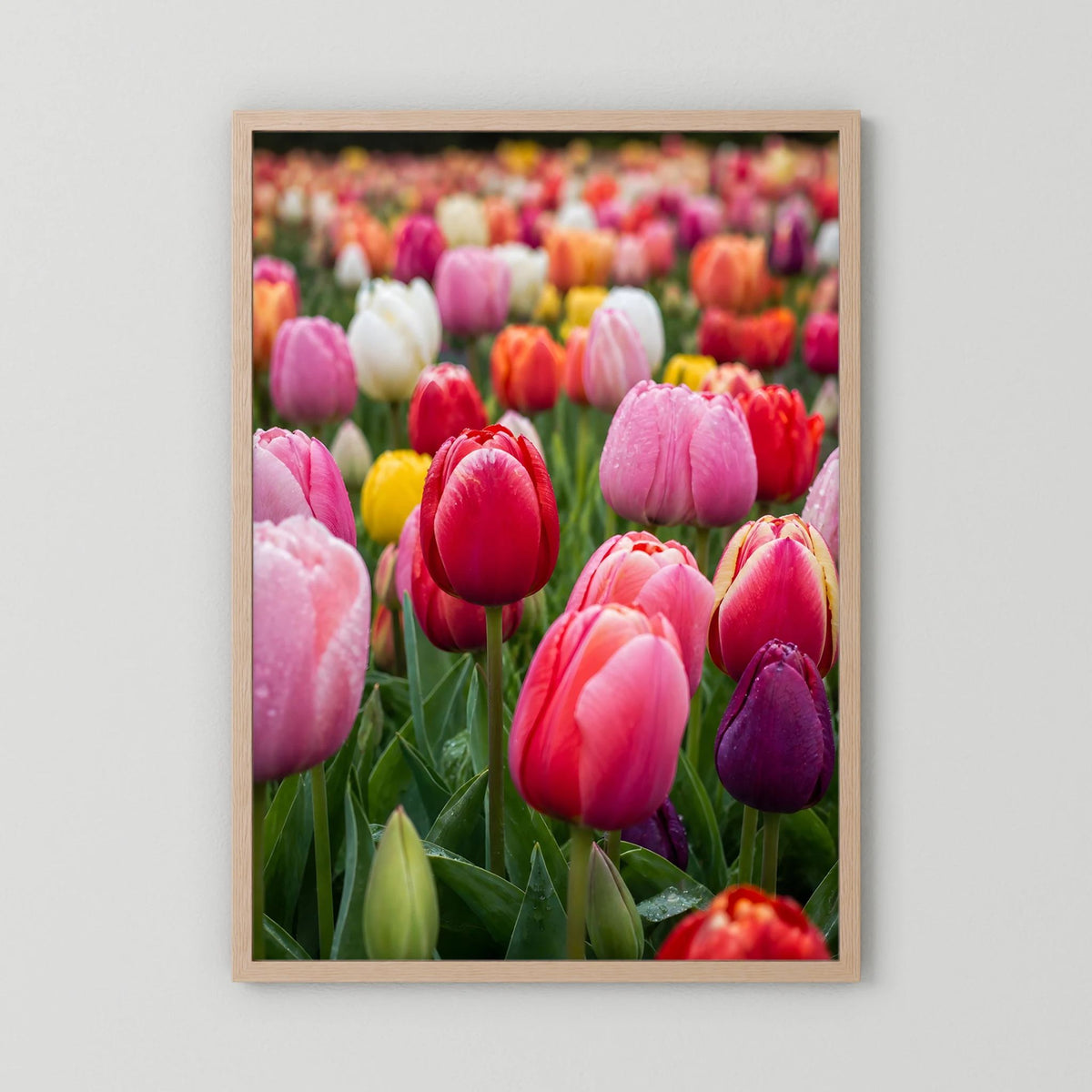 Tulpenposter im beigen Holzrahmen, bunte Blüten von Rosa bis Rot.