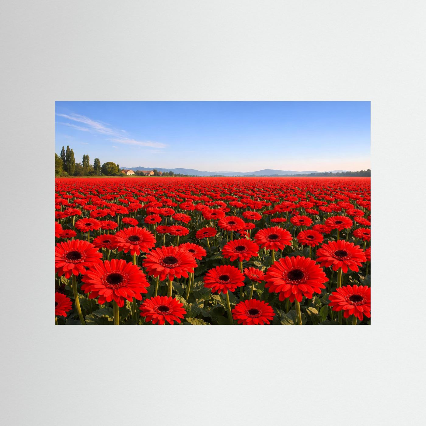 Leuchtendes Gerbera Blumenfeld | Rotes Blütenmeer & Natur Poster Querformat