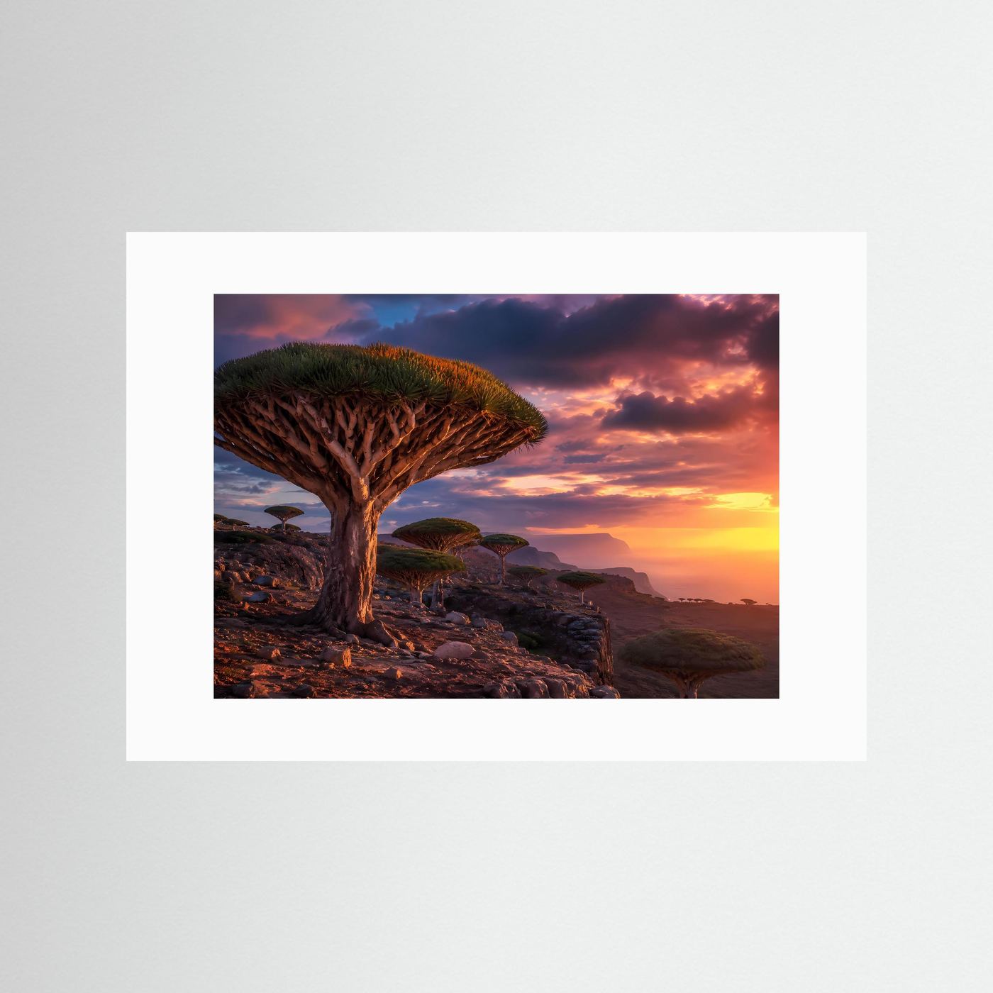 Magischer Drachenbaum-Sonnenuntergang | Sokotra & Exotische Natur Poster Querformat