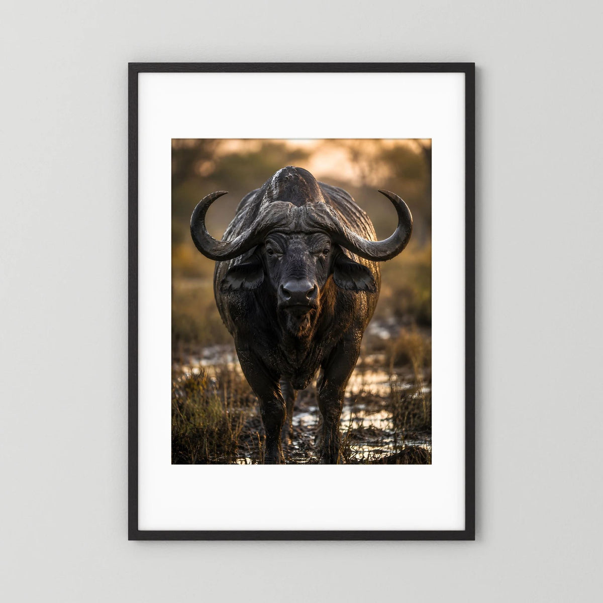 Tierposter mit Kaffernbüffel, schwarzer Rahmen und weißem Passepartout, Hochformat