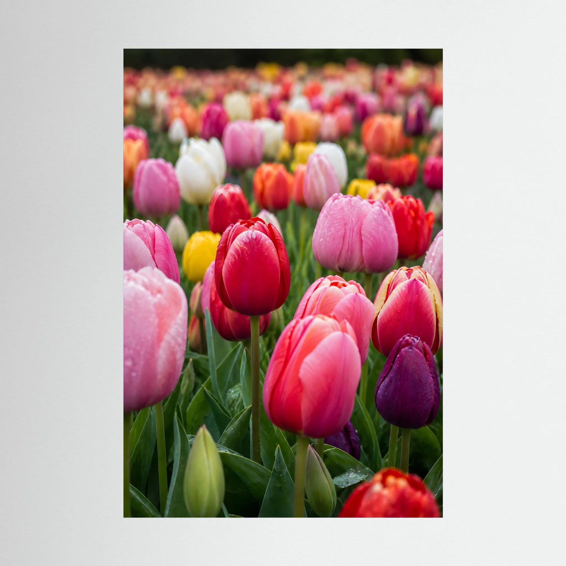 Nahansicht Tulpenfeld-Poster mit rosa, roten, gelben und weißen Tulpenblüten