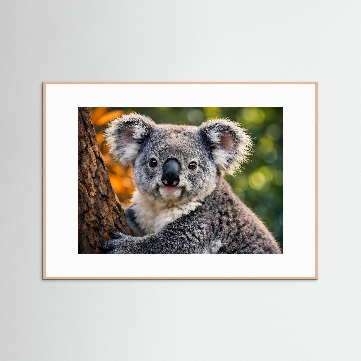 Gerahmtes Tierposter mit Koala im Nahblick, brauner Rahmen und weißer Rand