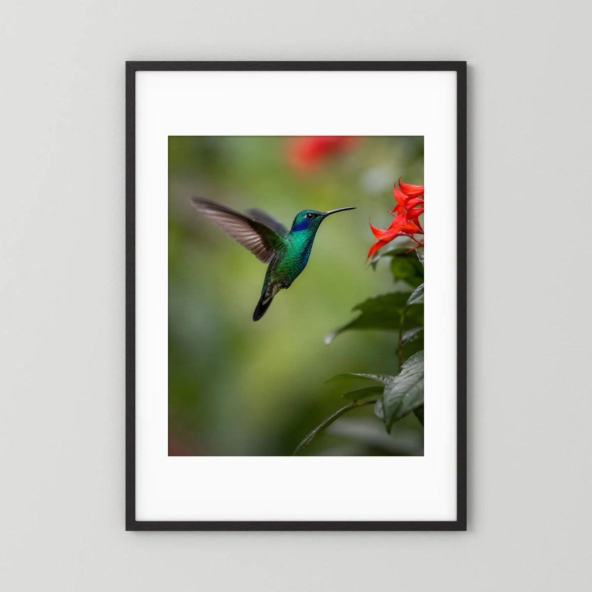 Wandposter mit grünem Kolibri im Flug und roten Blüten, schwarzer Rahmen mit weißem Rand